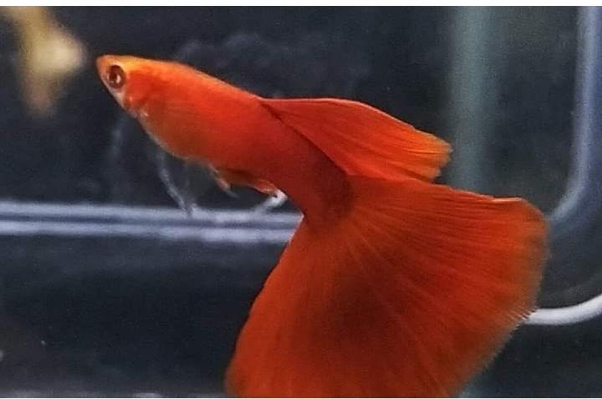 Higher Care ALBINO FULL RED BIG DORSAL DELTA TAIL