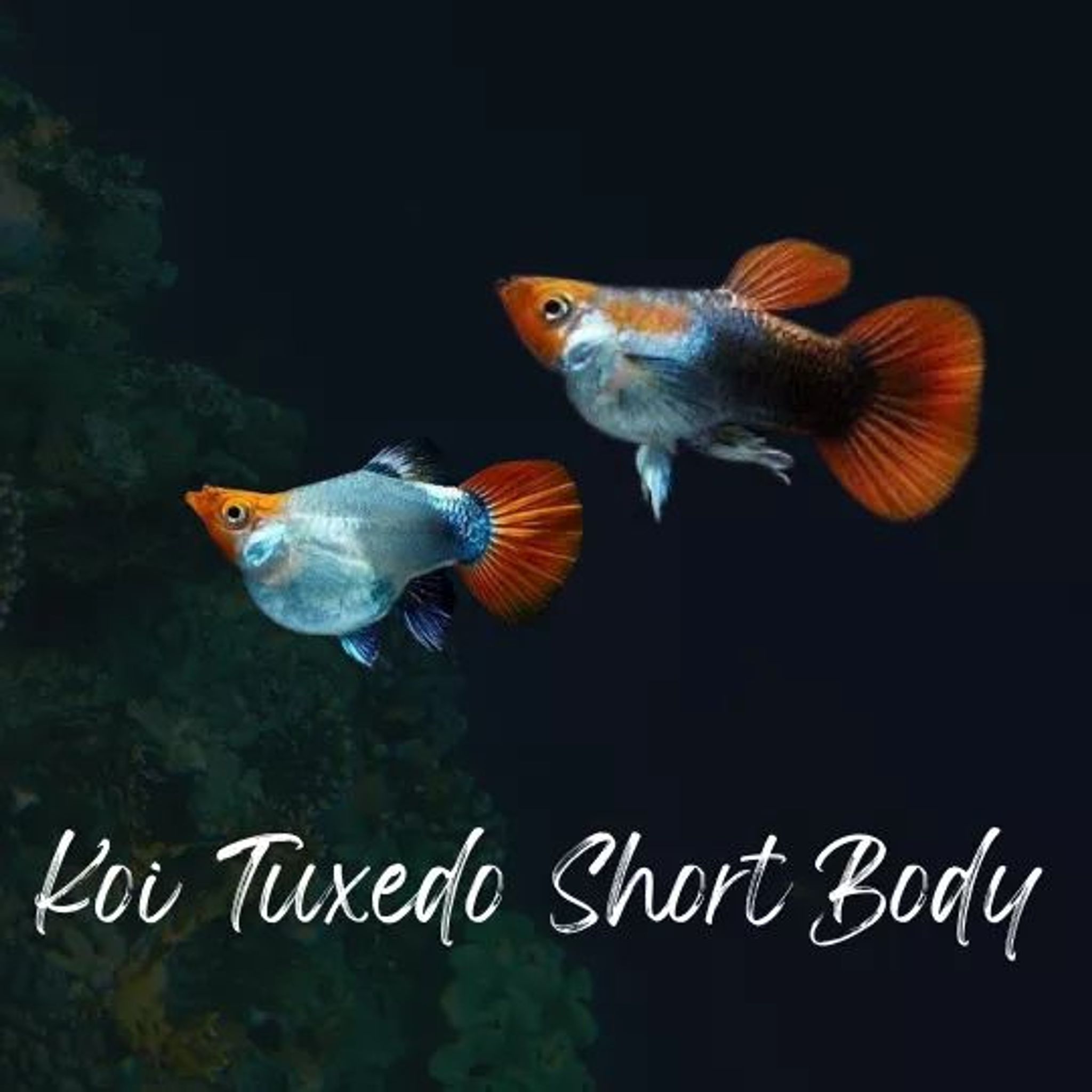Koi Tuxedo Short Body