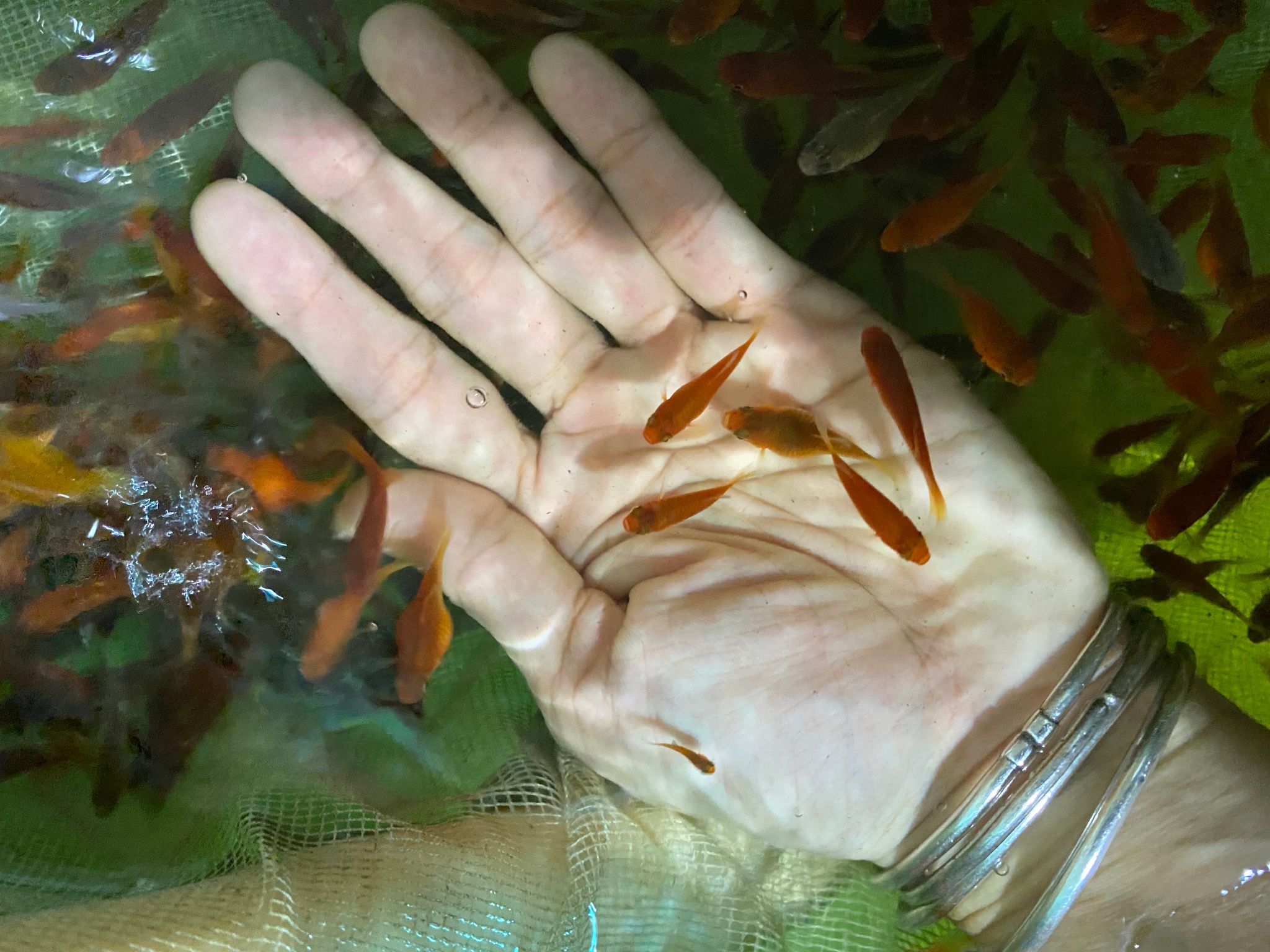 Red Platy tiny ones (at least 1cm)