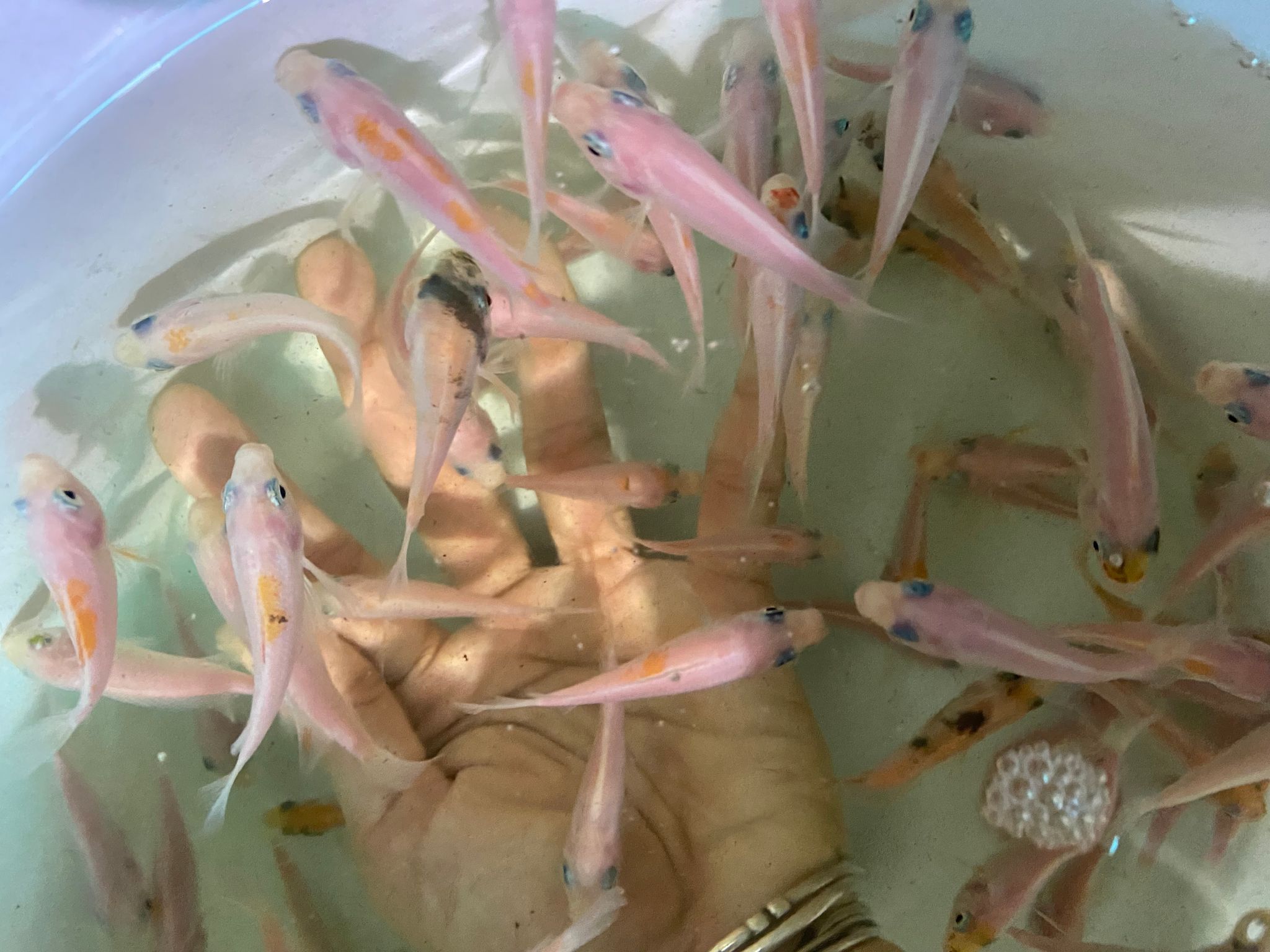 Tilapia Feeders (2.5cm to 4cm size)
