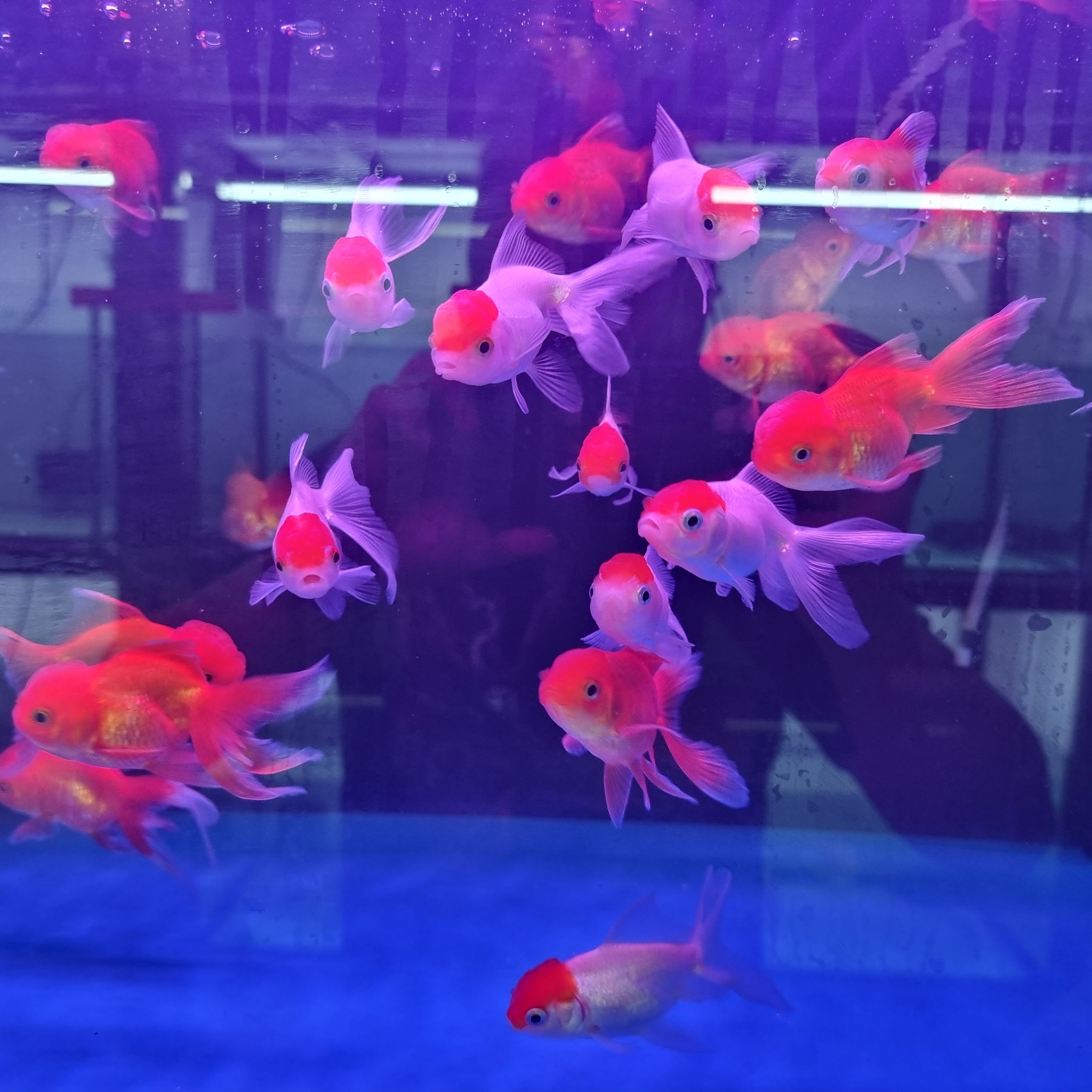 Assorted baby oranda bag of 5