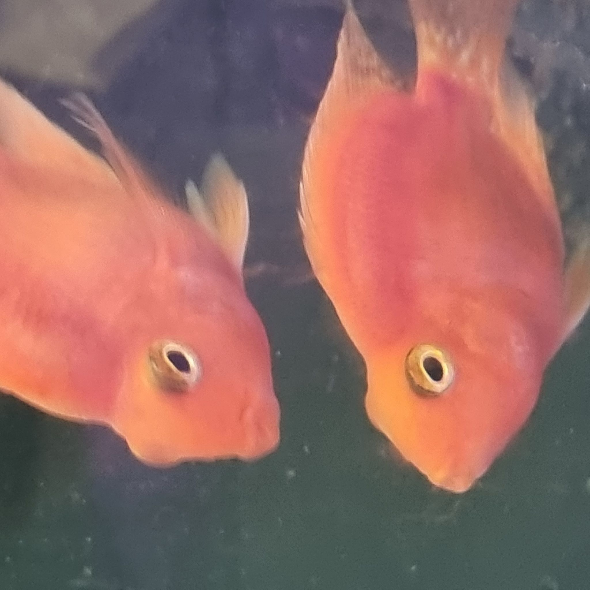 Red parrot fish bag of 5
