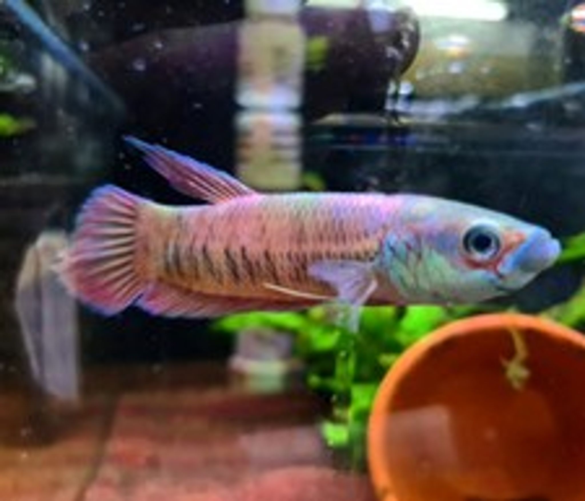 Betta Patoti