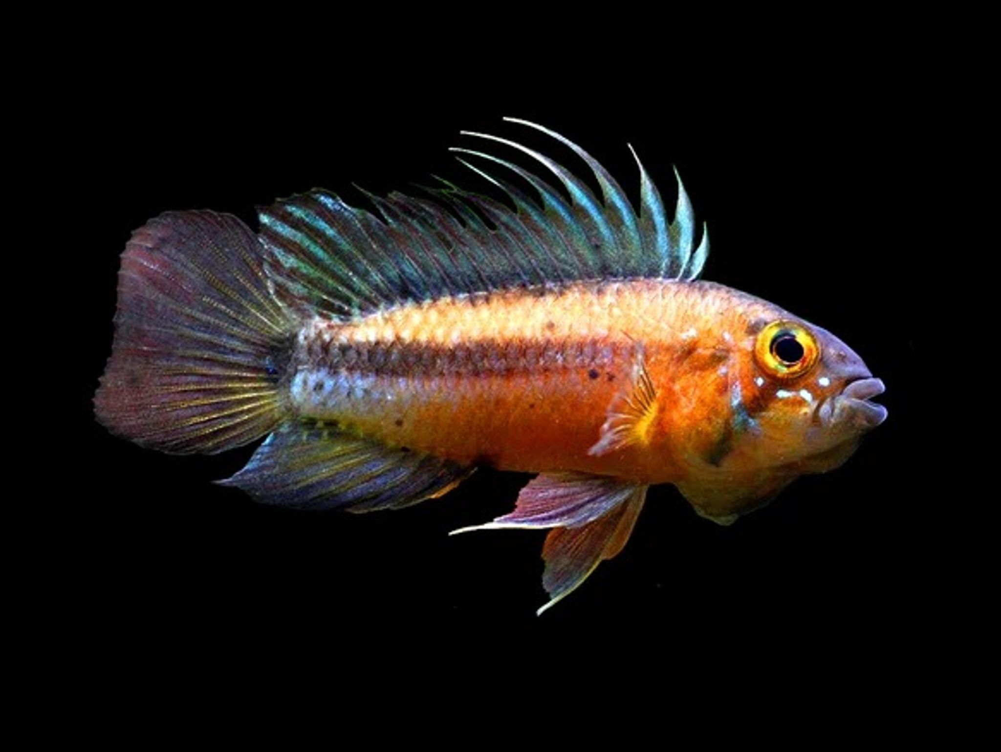 Apistogramma Atahualpa (Pair)