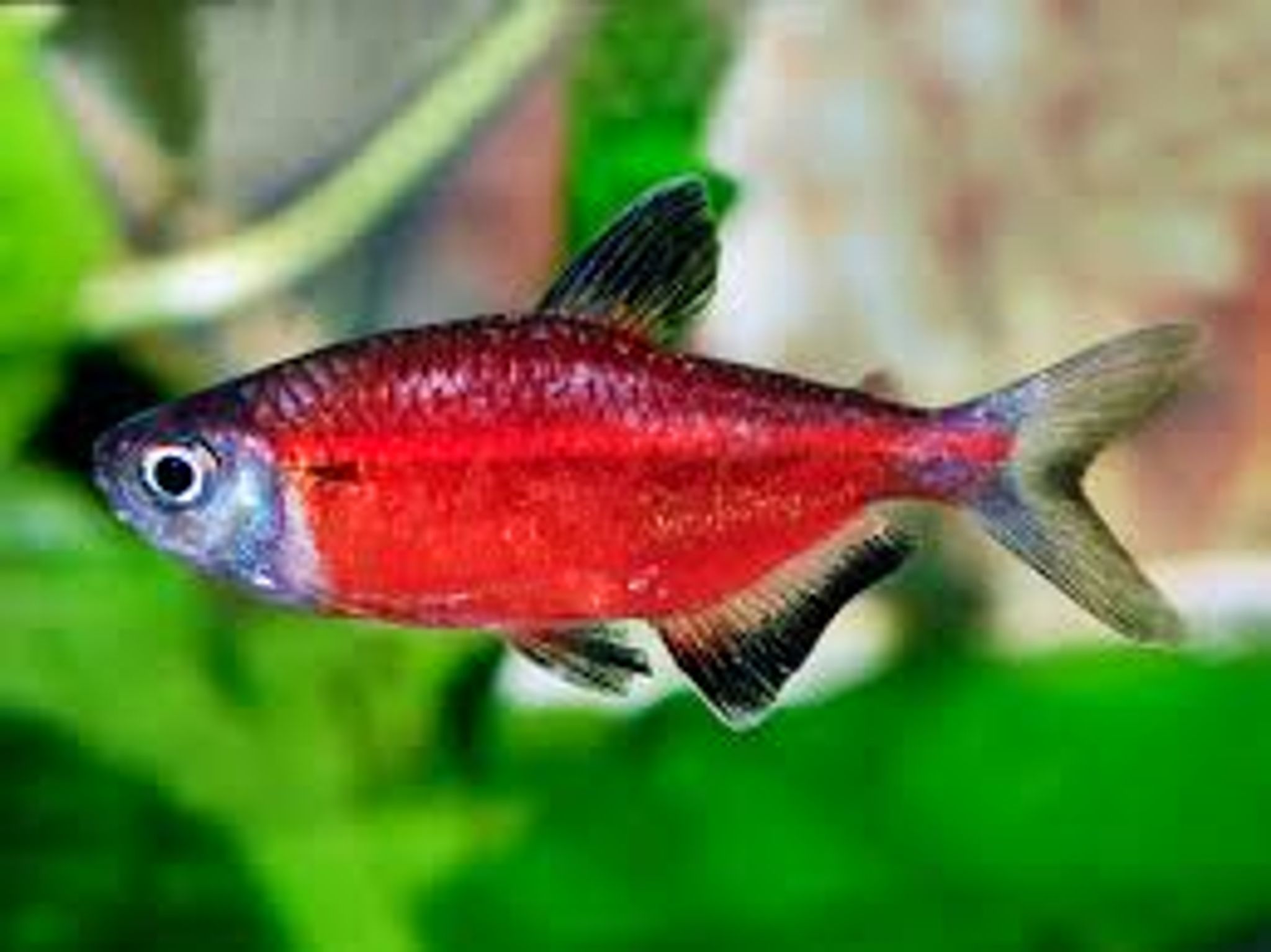 Most Purchased Fish After Being Viewed Online in Singapore