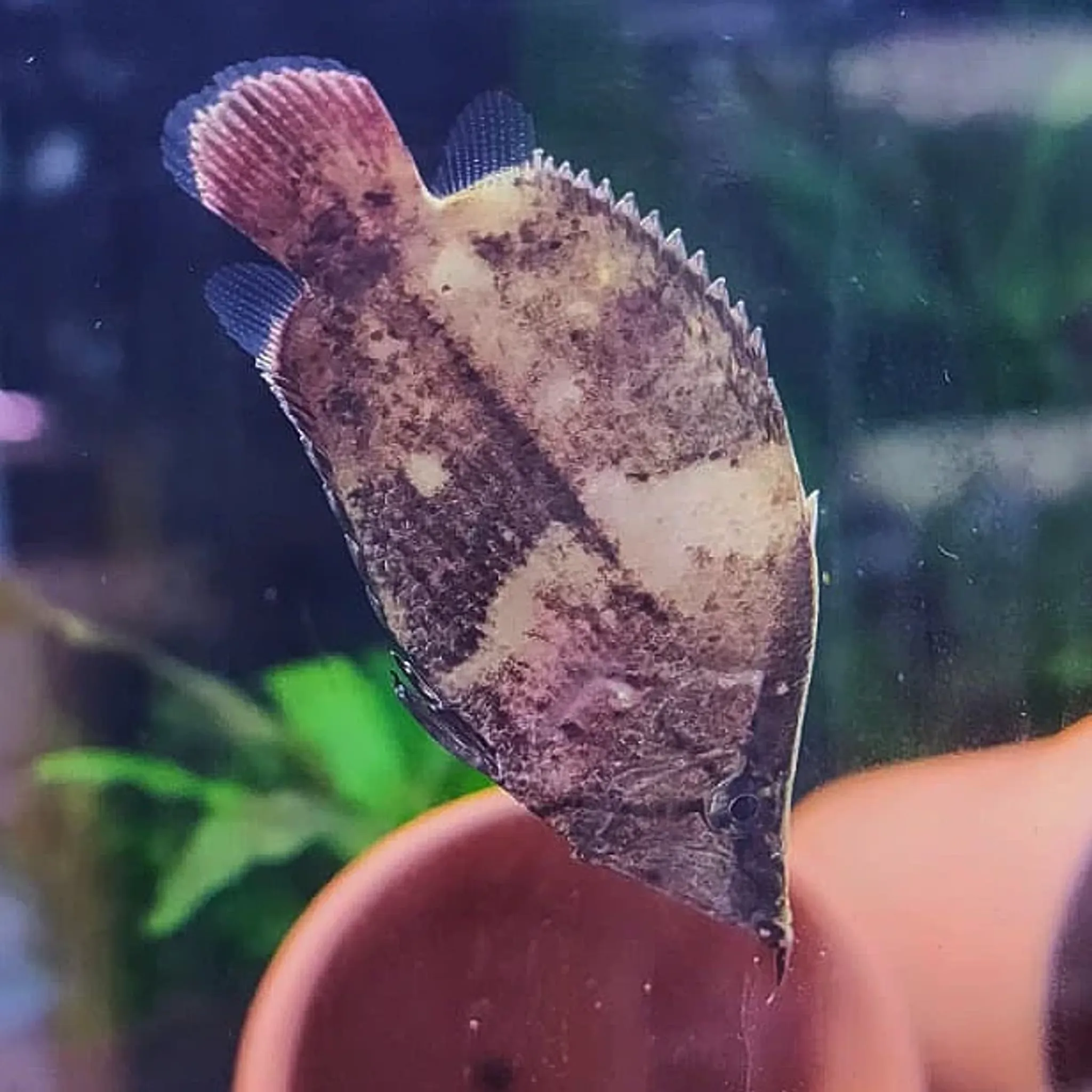 Amazon Leaf Fish (Monocirrhus Polyacanthus)