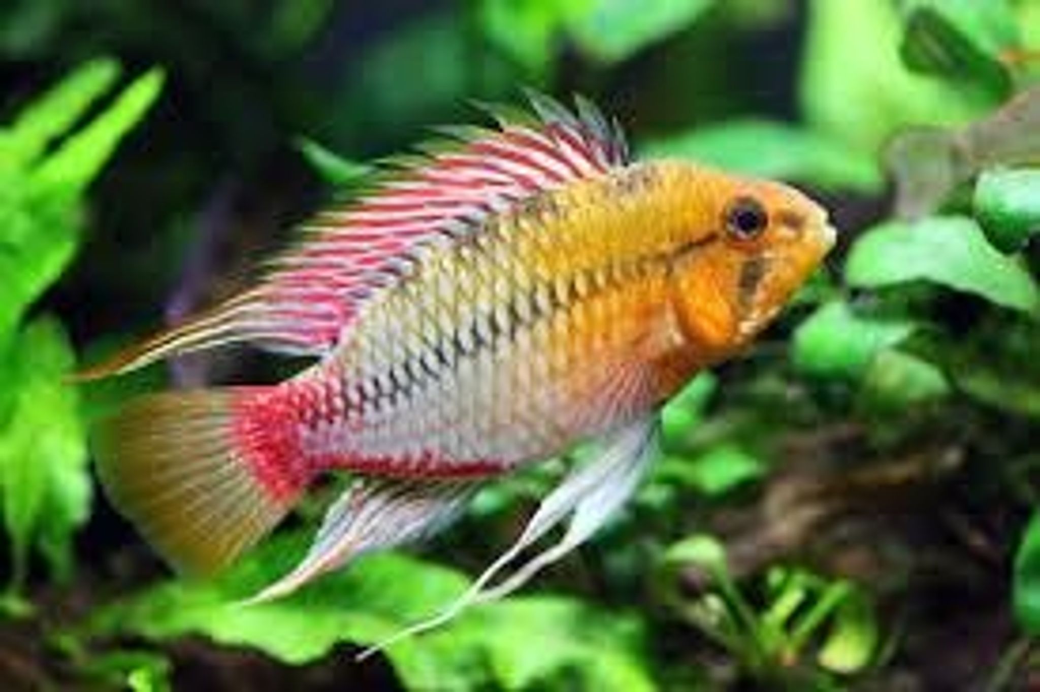 Apistogramma Hongsloi
