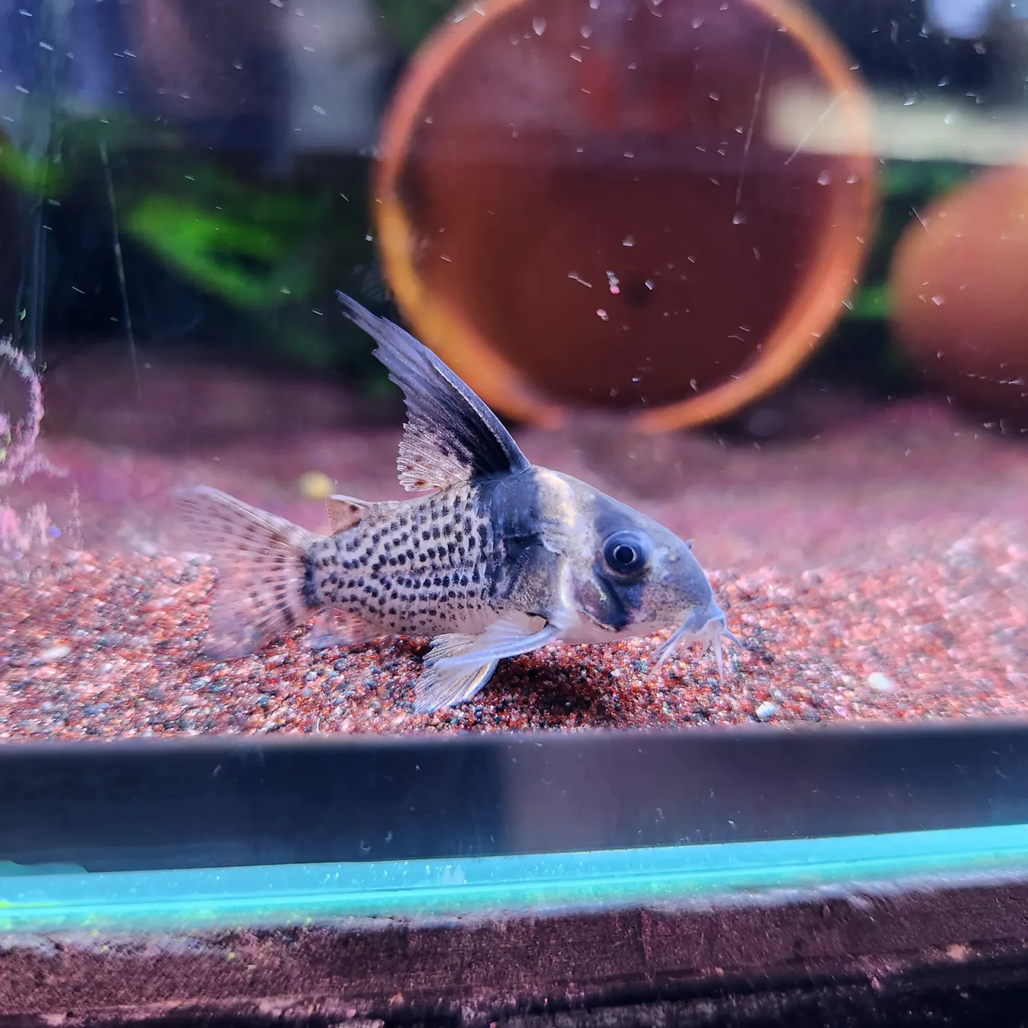 Corydoras Brevirostris Wotroi