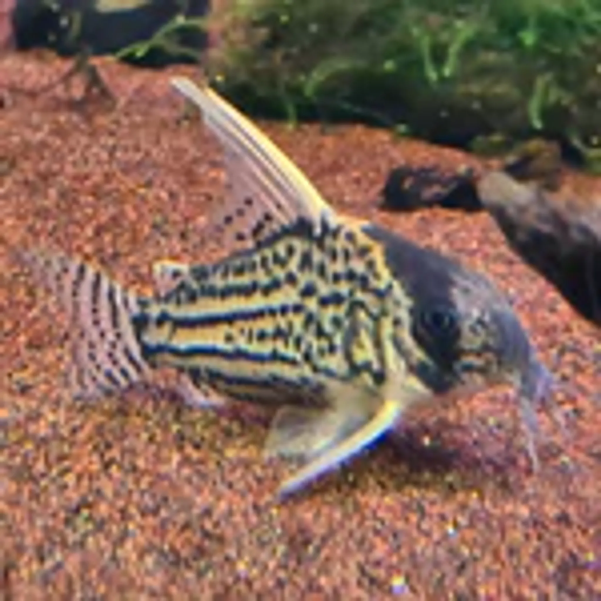 Corydoras Schwartzi sp. CW028