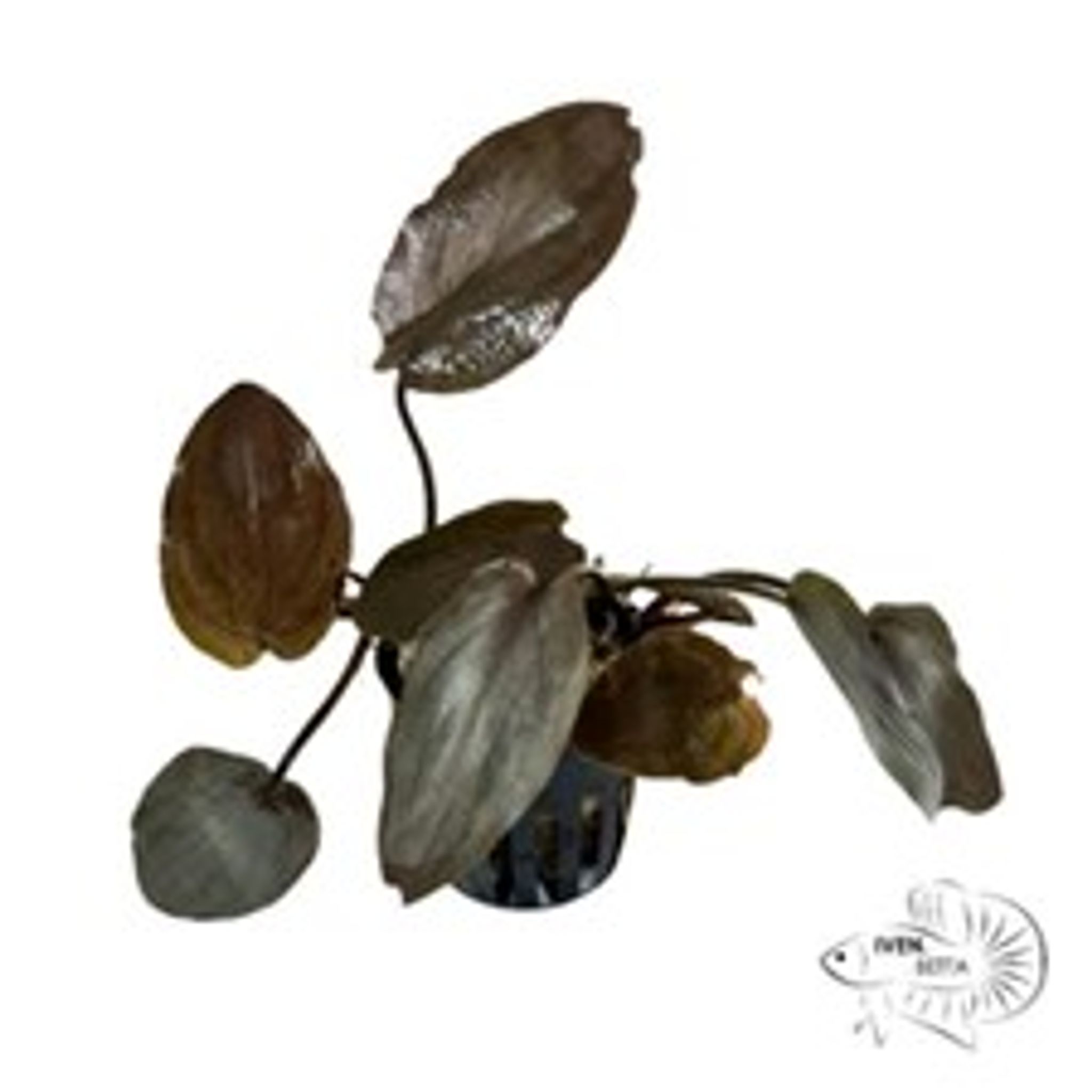 Lagenandra Meeboldii 'Red'