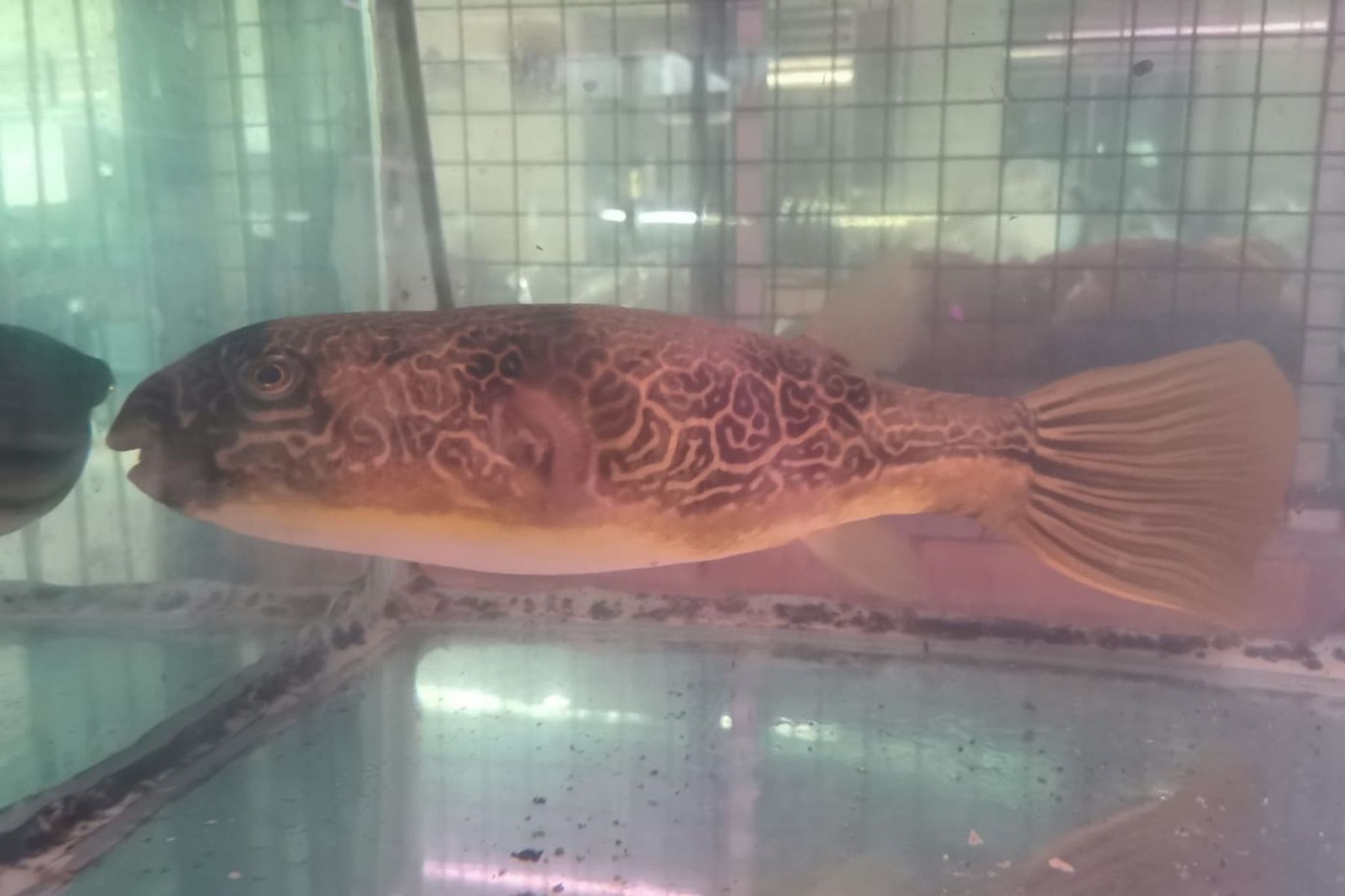 MBU Puffer