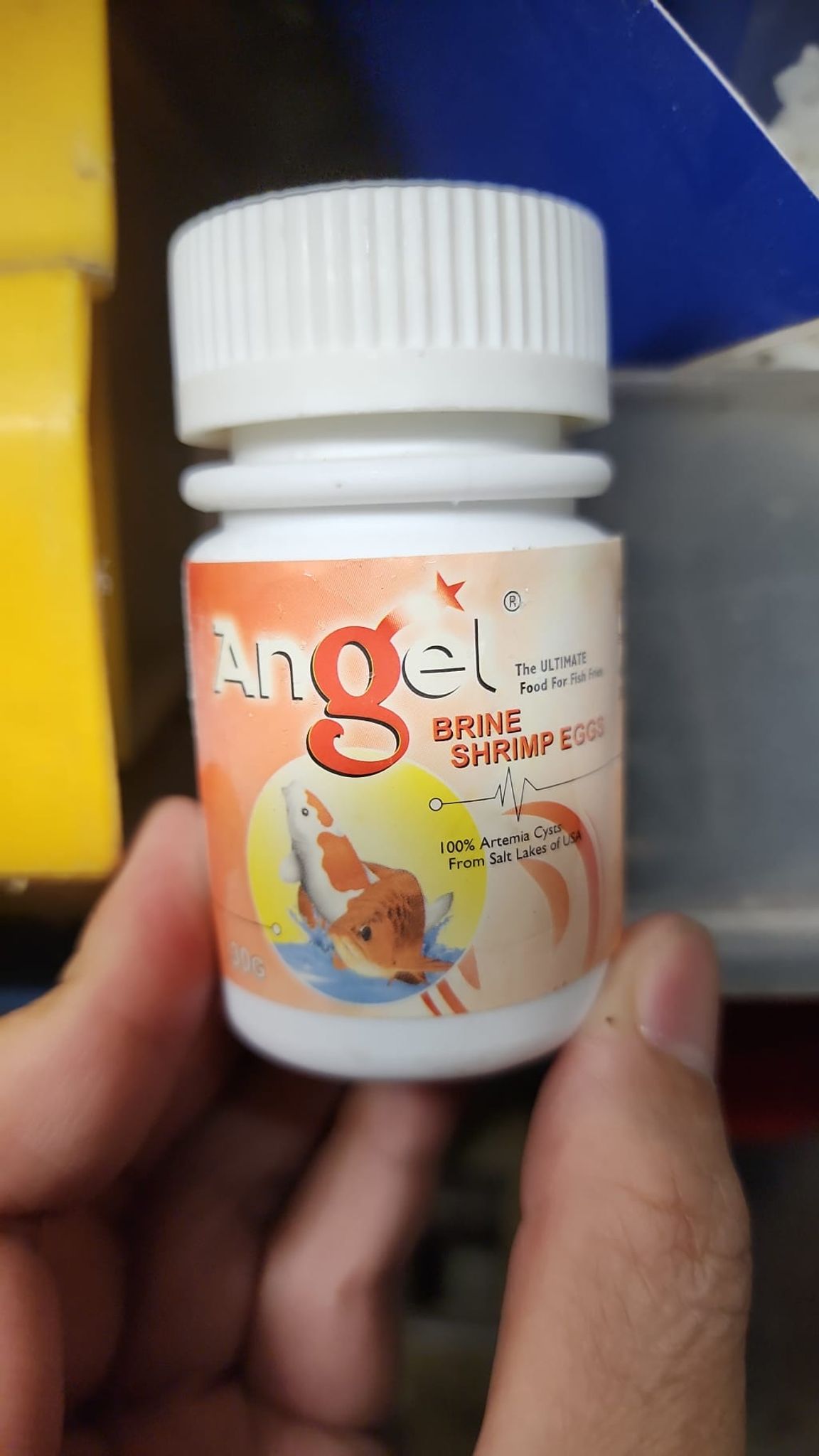 Brine shrimp eggs