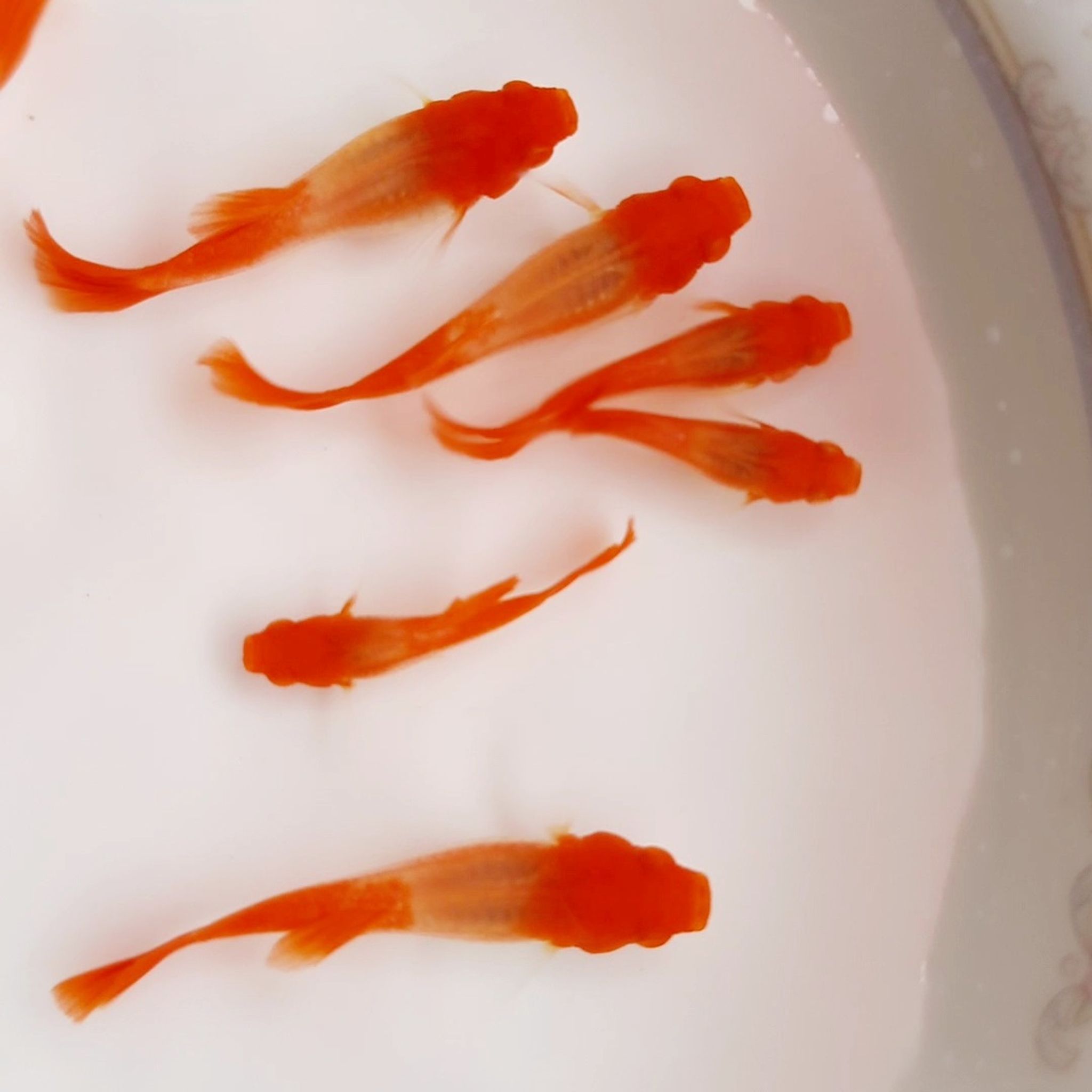 Guppy Albino Koi