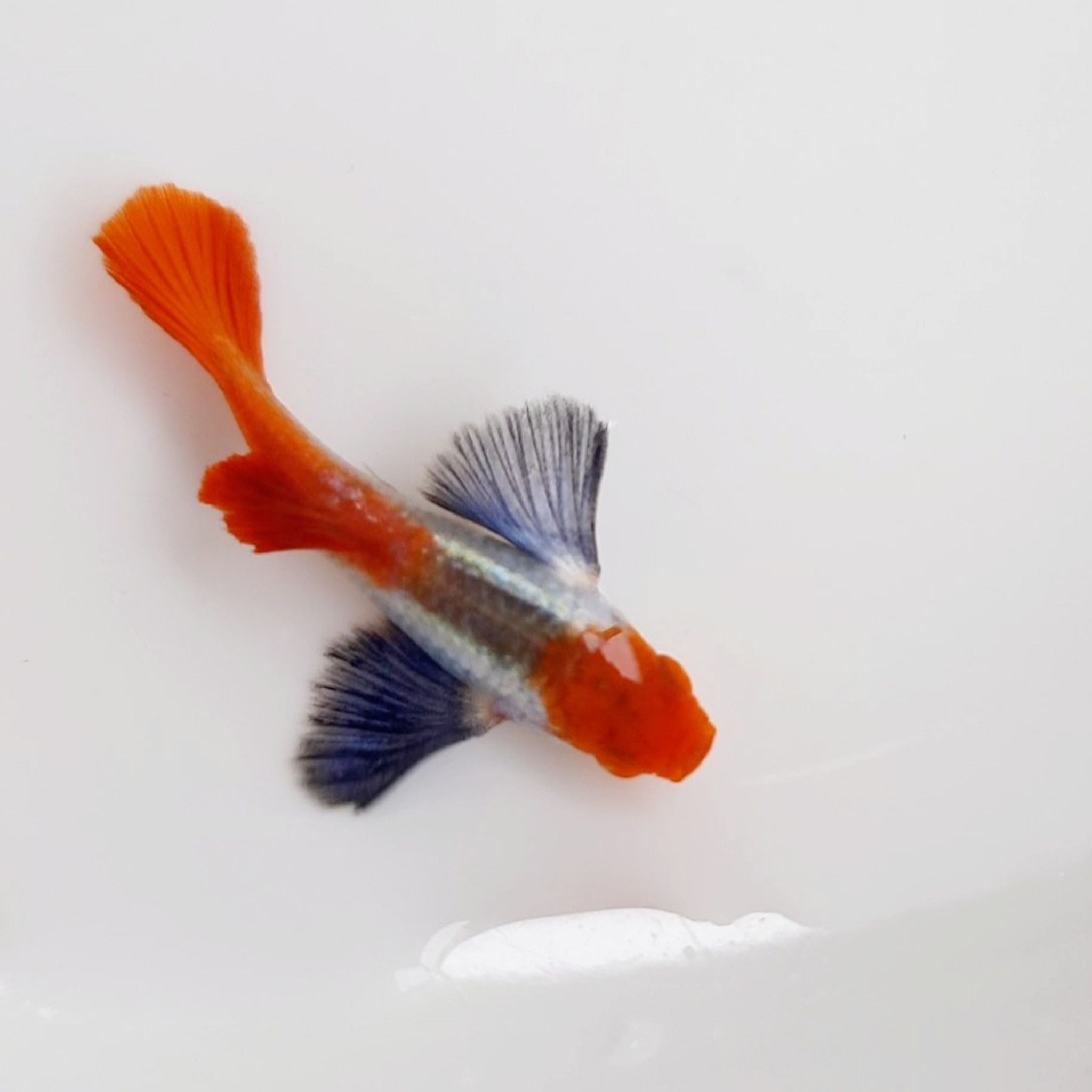 Guppy Platinum Red Tail Dumbo Ear Koi