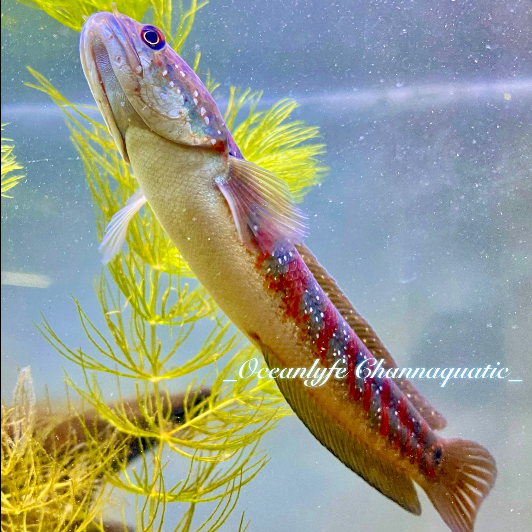 Channa Asiatica Red stripe