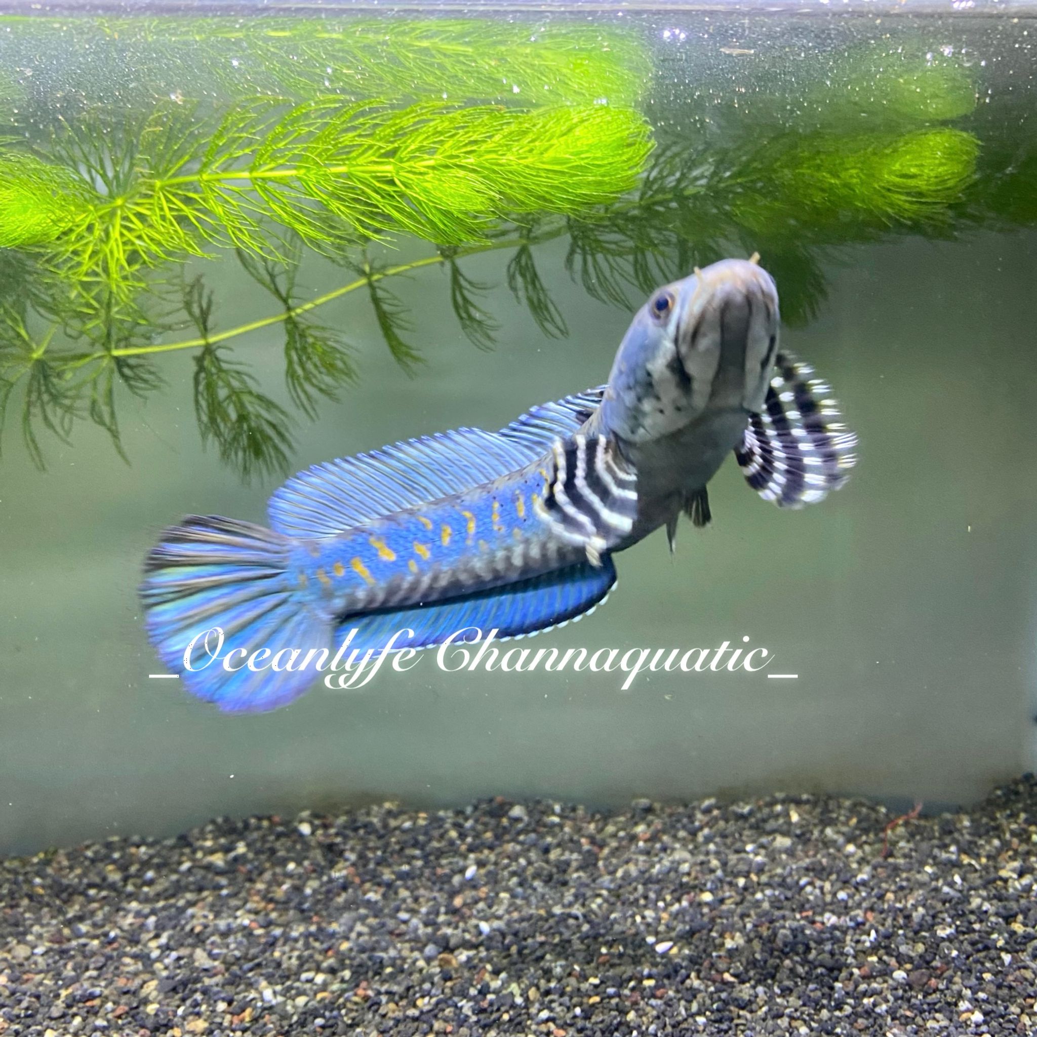 Channa Blue Pulchra