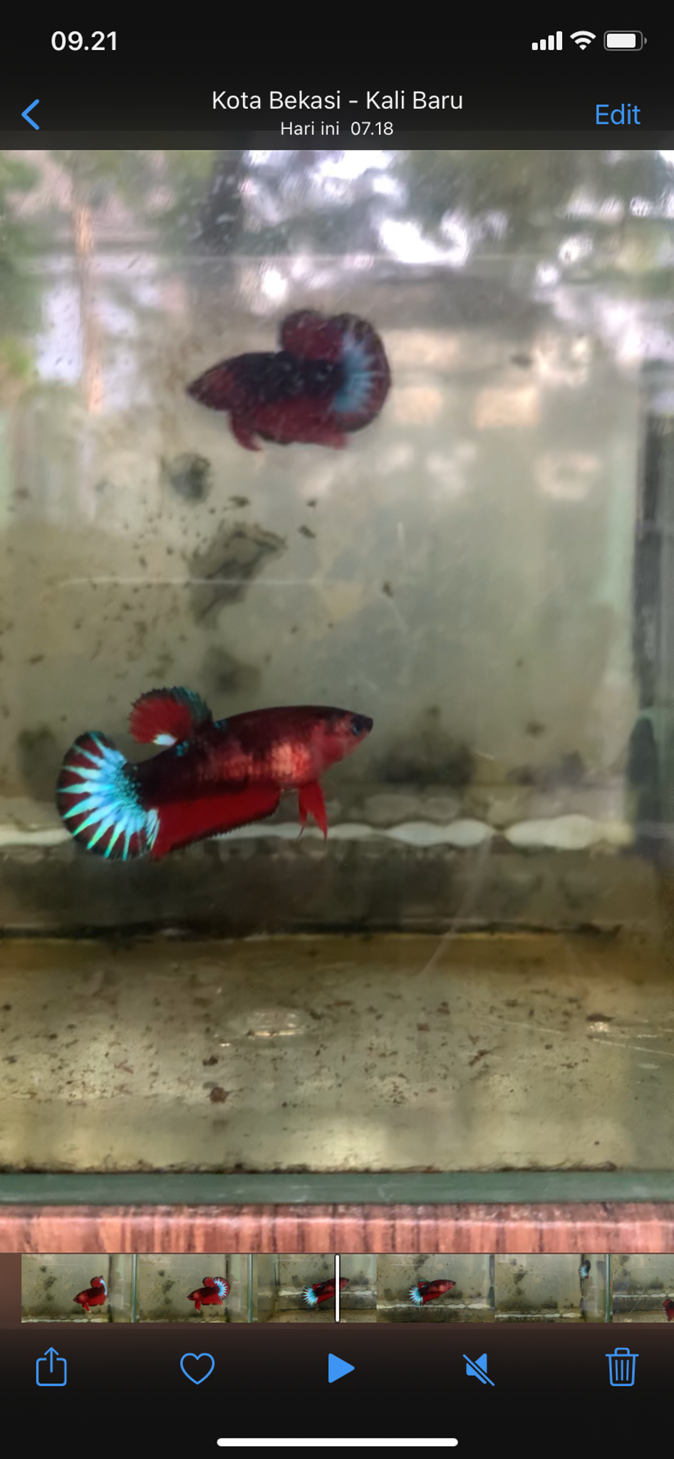 Hellboy betta