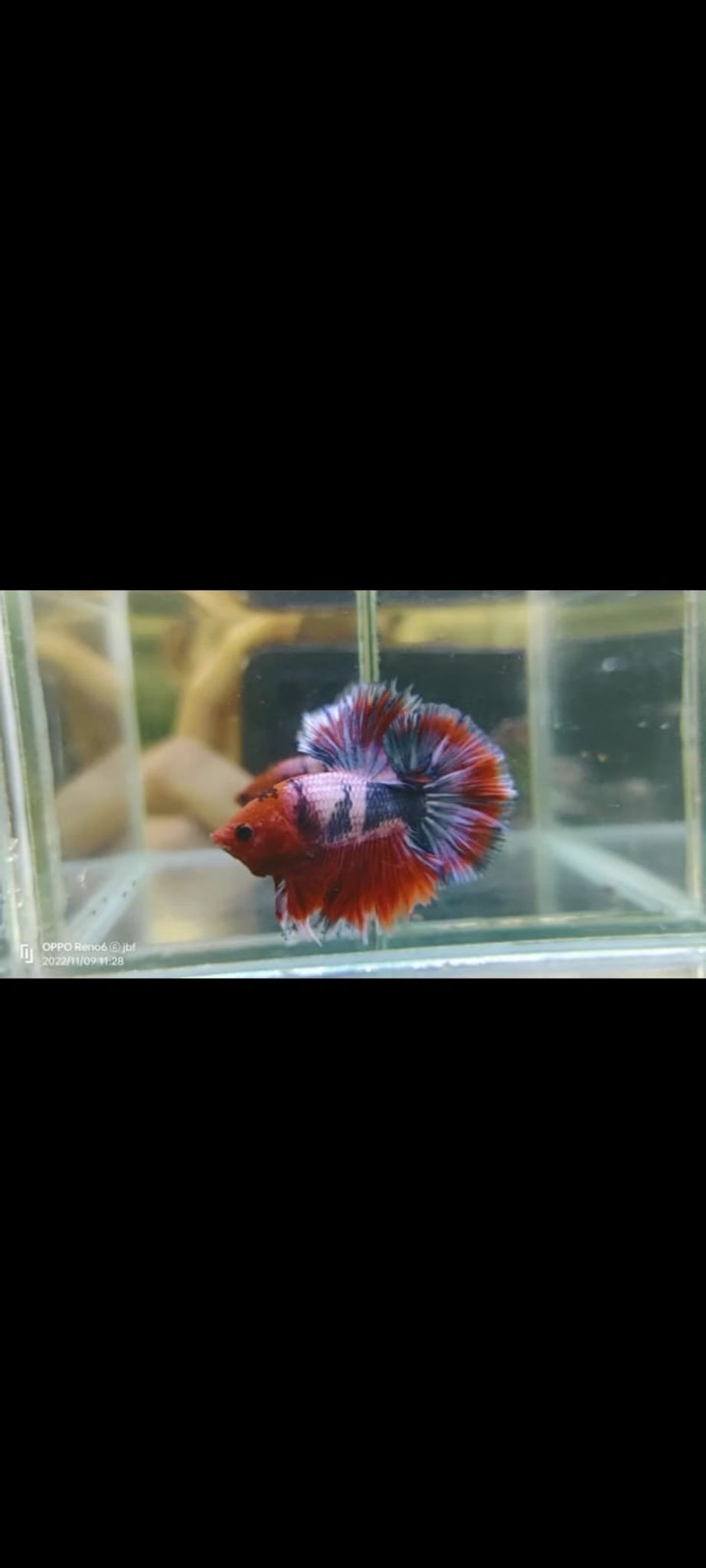Kingrosetail Fancy Betta Fish