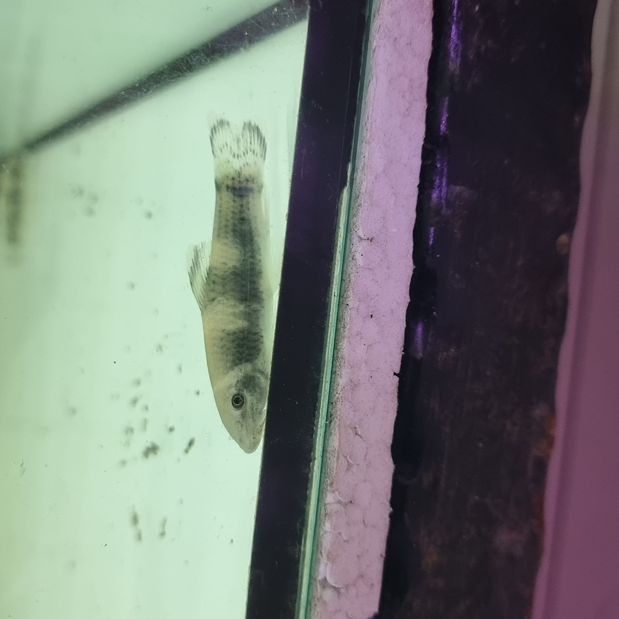 Panda Garra