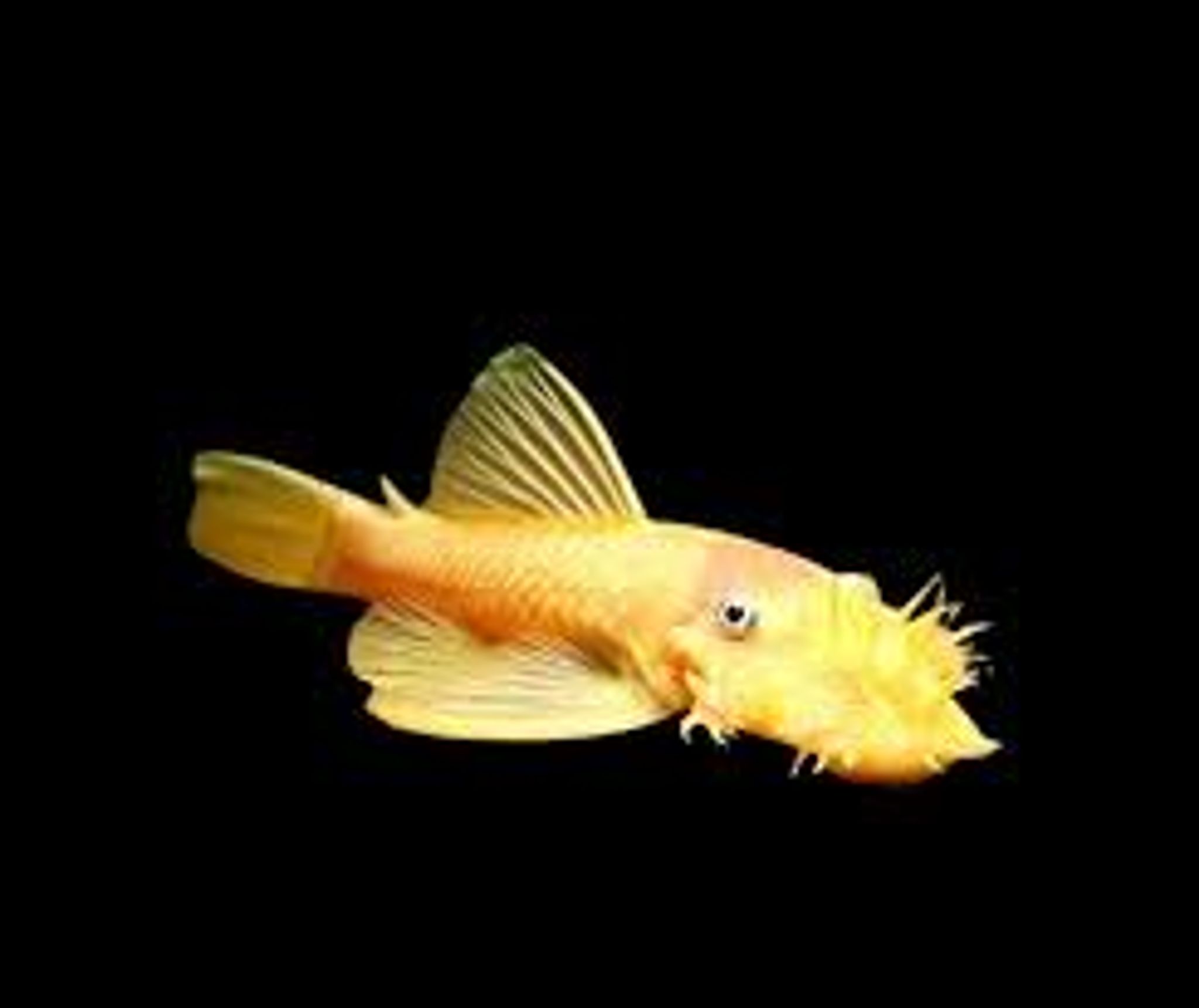 What Do Bristlenose Pleco Eat? A Practical Feeding Guide