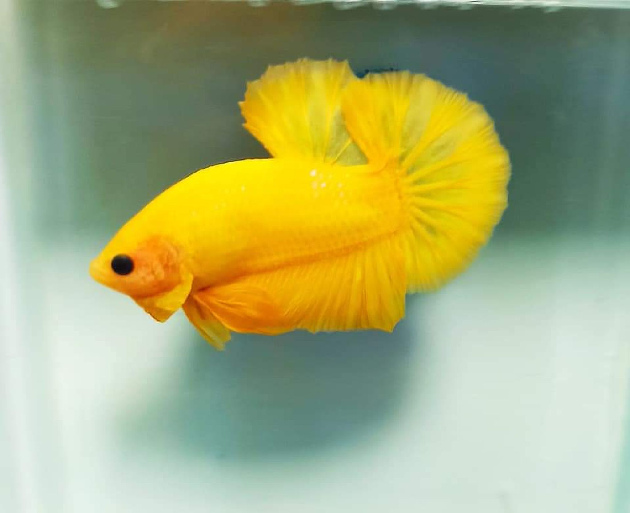 Betta Fancy Yellow Solid