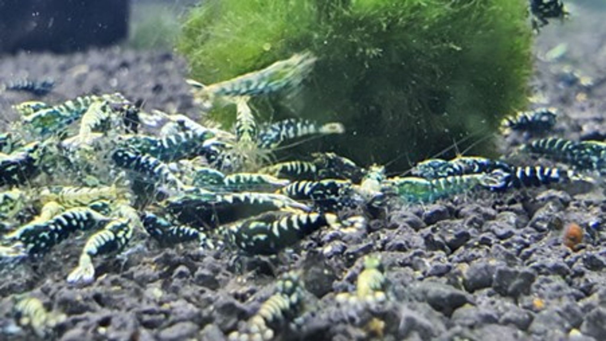Black galaxy pinto shrimp 1cm