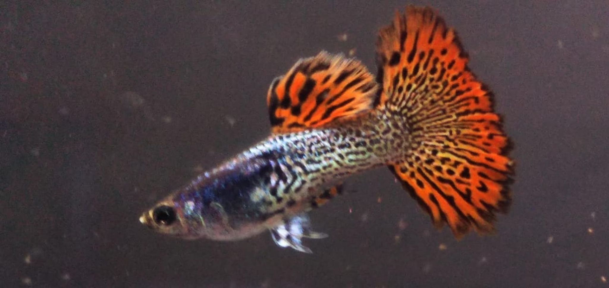 Red cobra Guppy