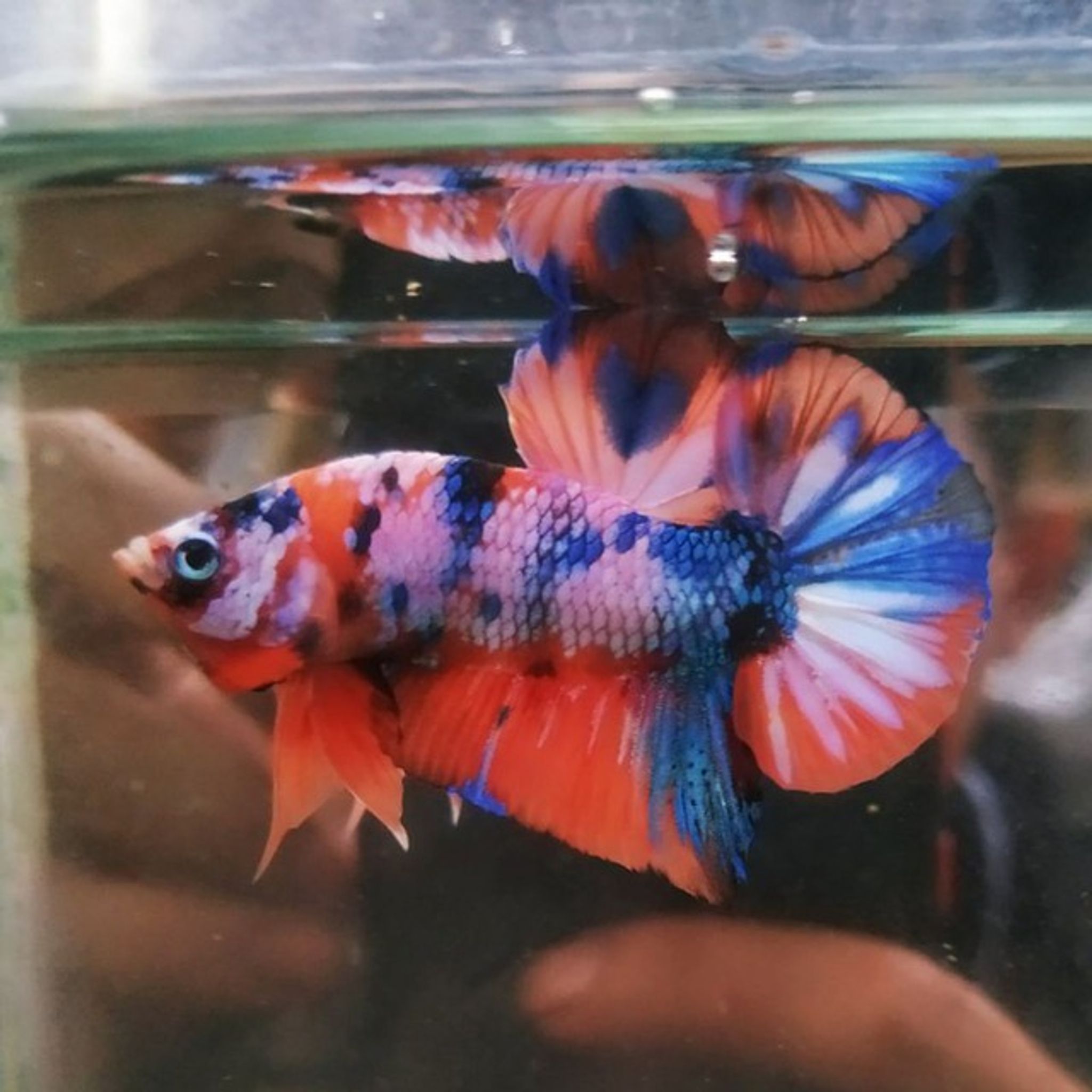 Multicolour