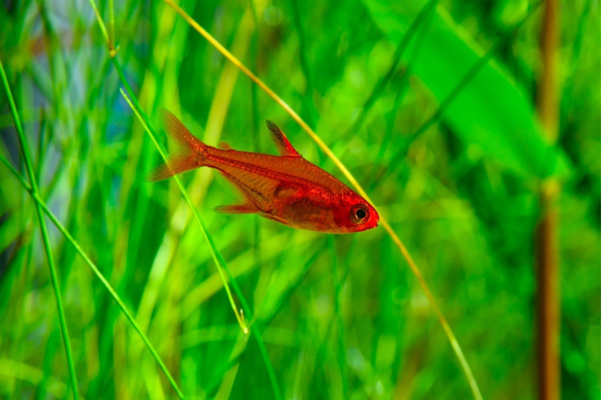 Ember tetra 2cm