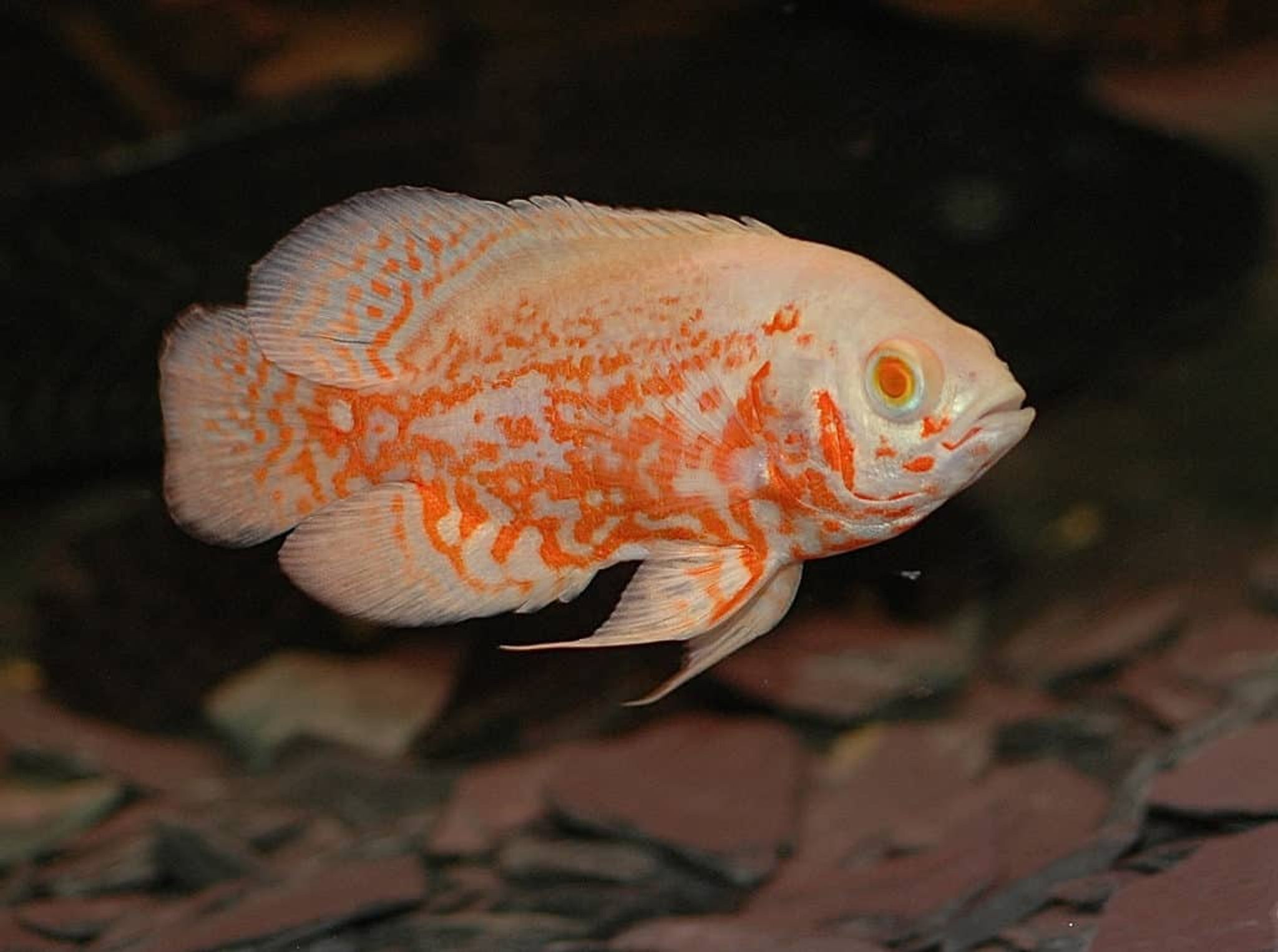 Albino Oscar