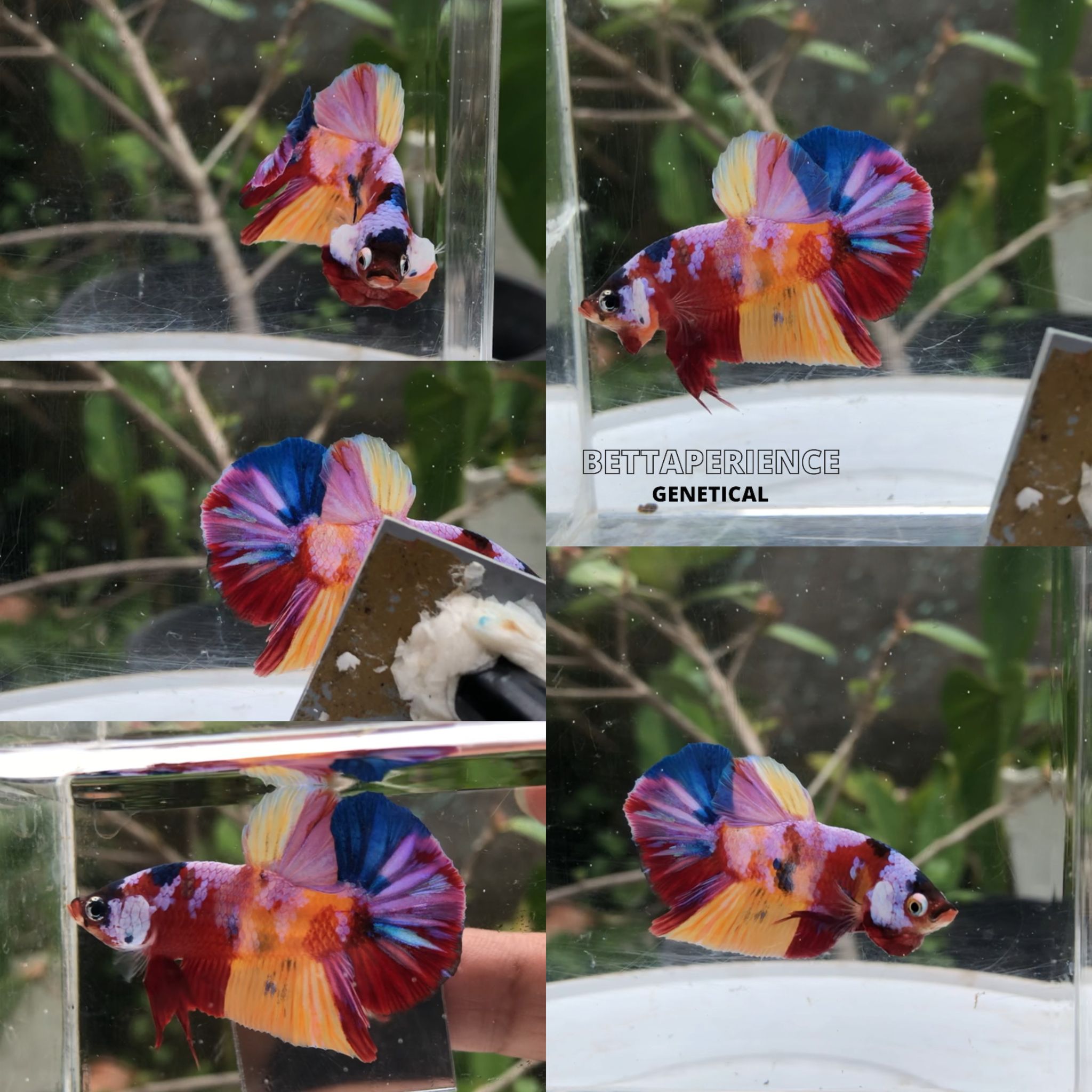 Male Multicolour HMPK