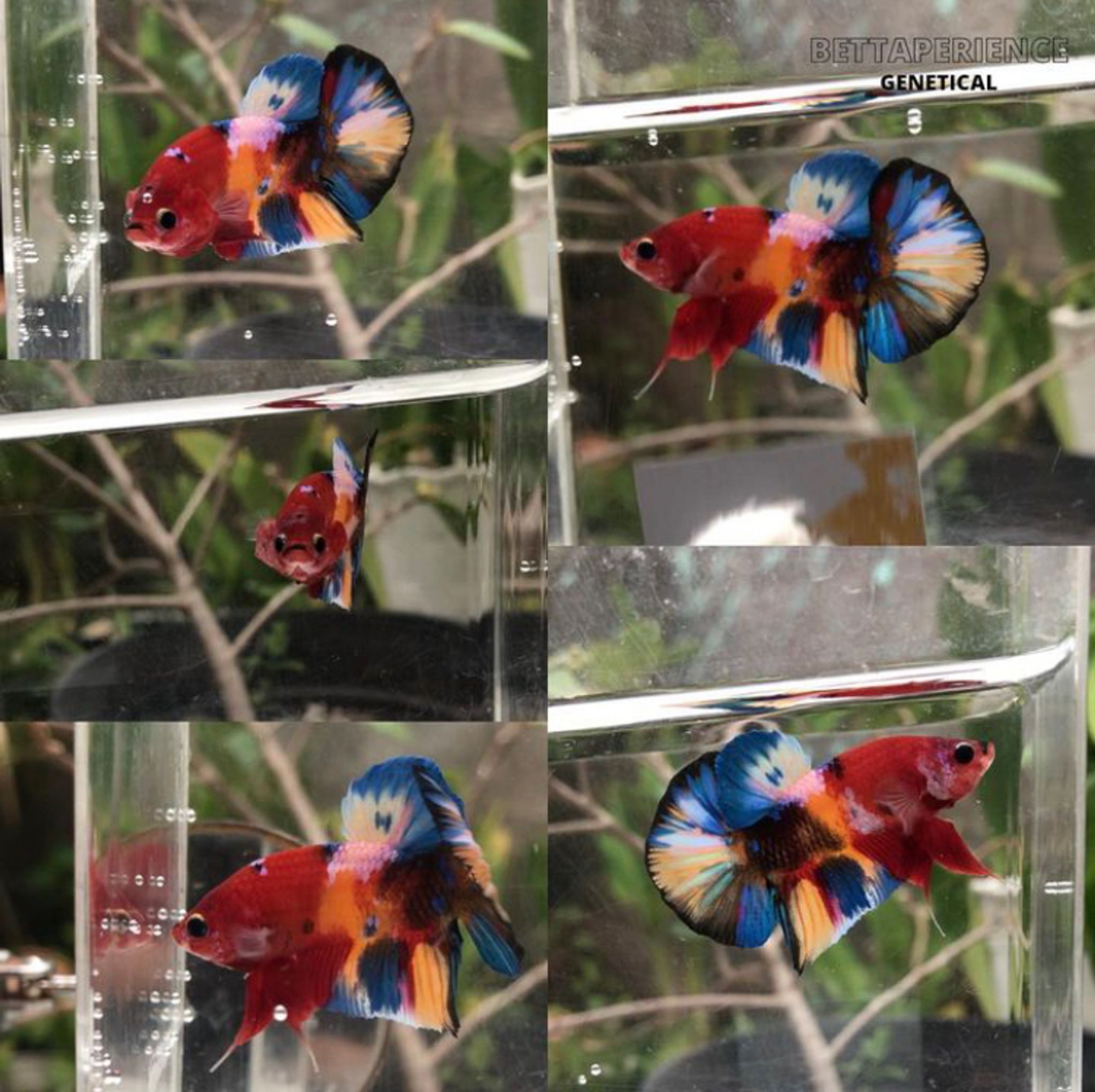 Male Multicolour HMPK (Yellowbase Bloodline)