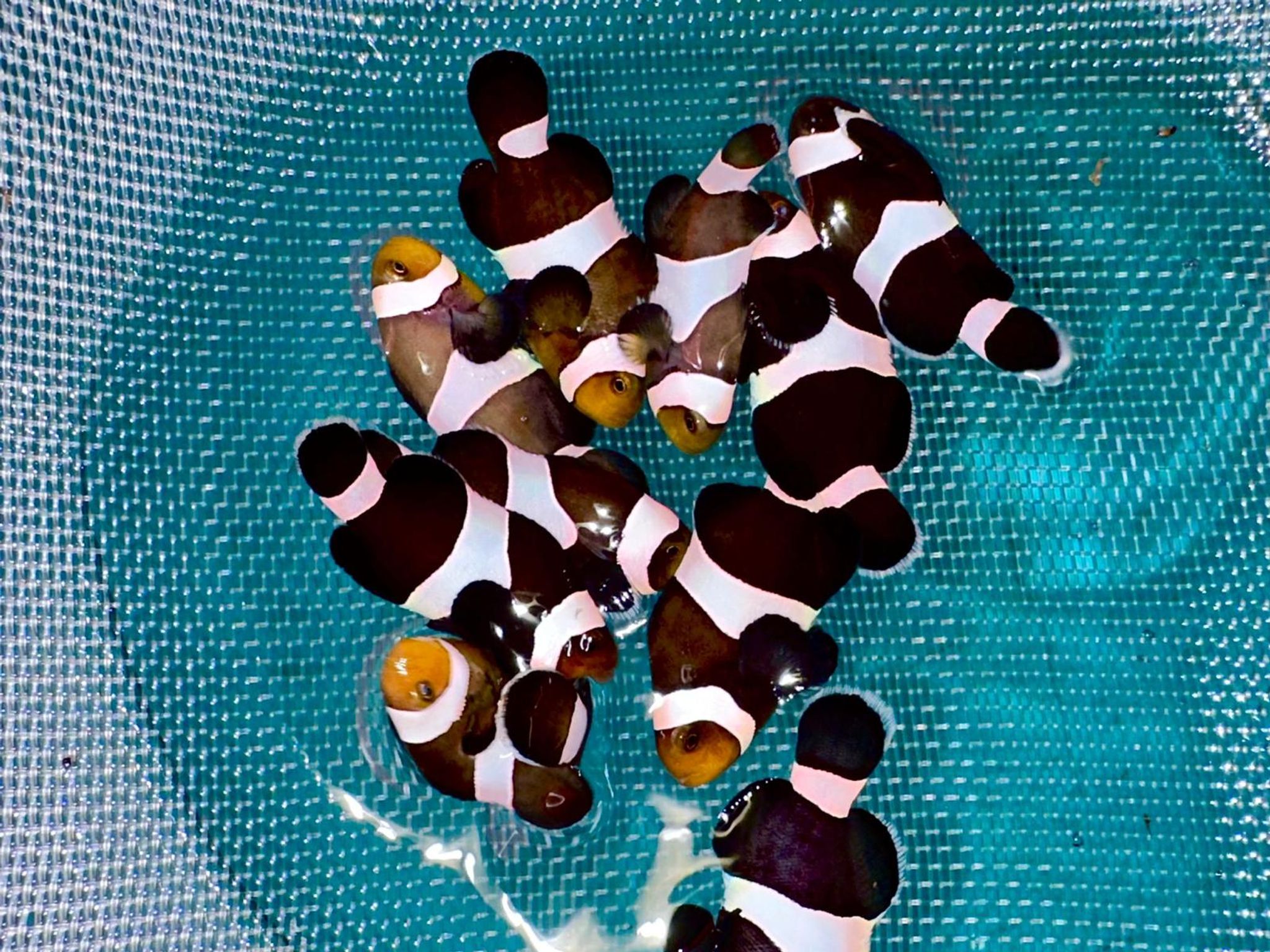 Black ocellaris captive bred