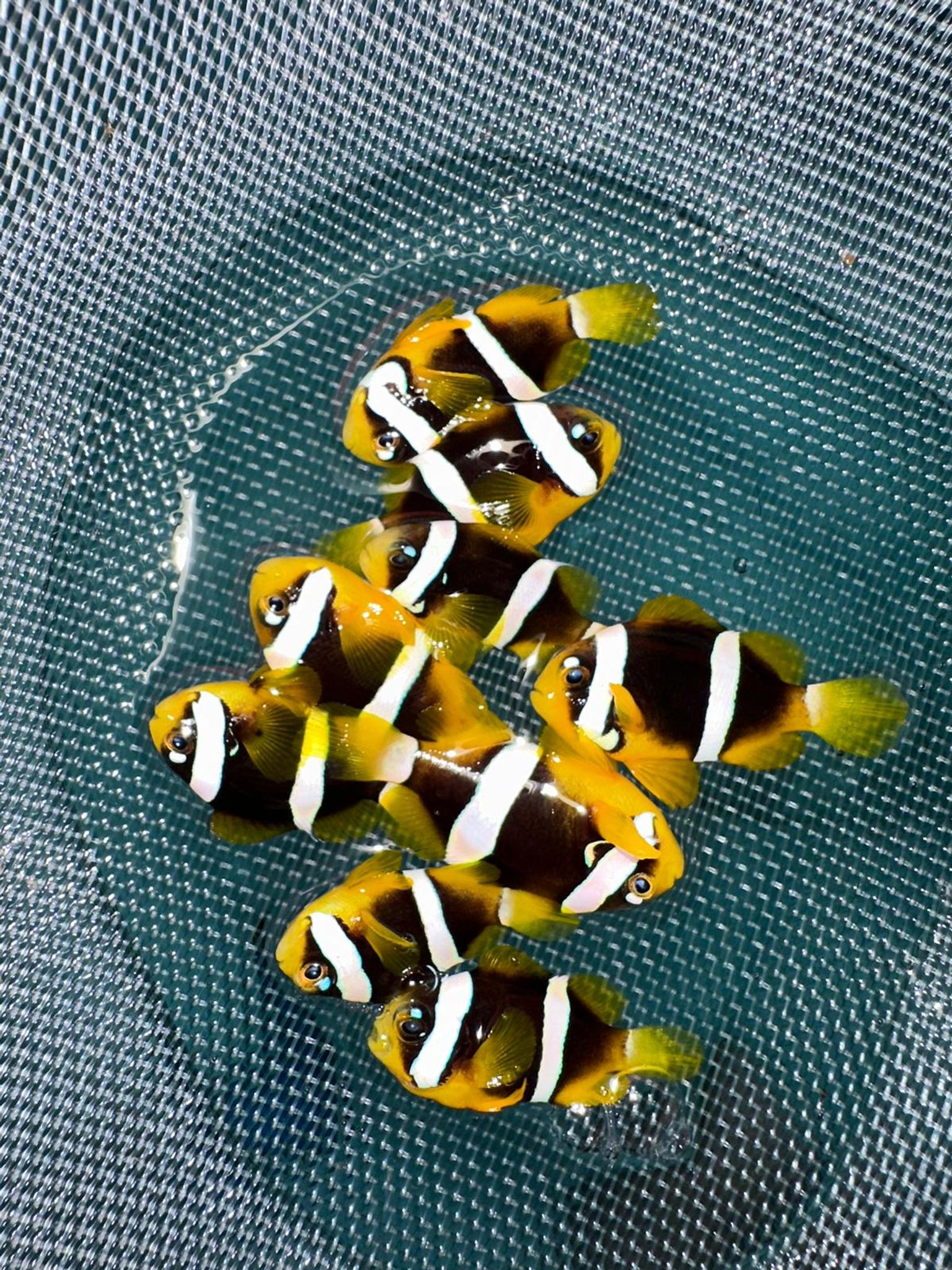 Pearl Eye captive bred Clarkii clownfish