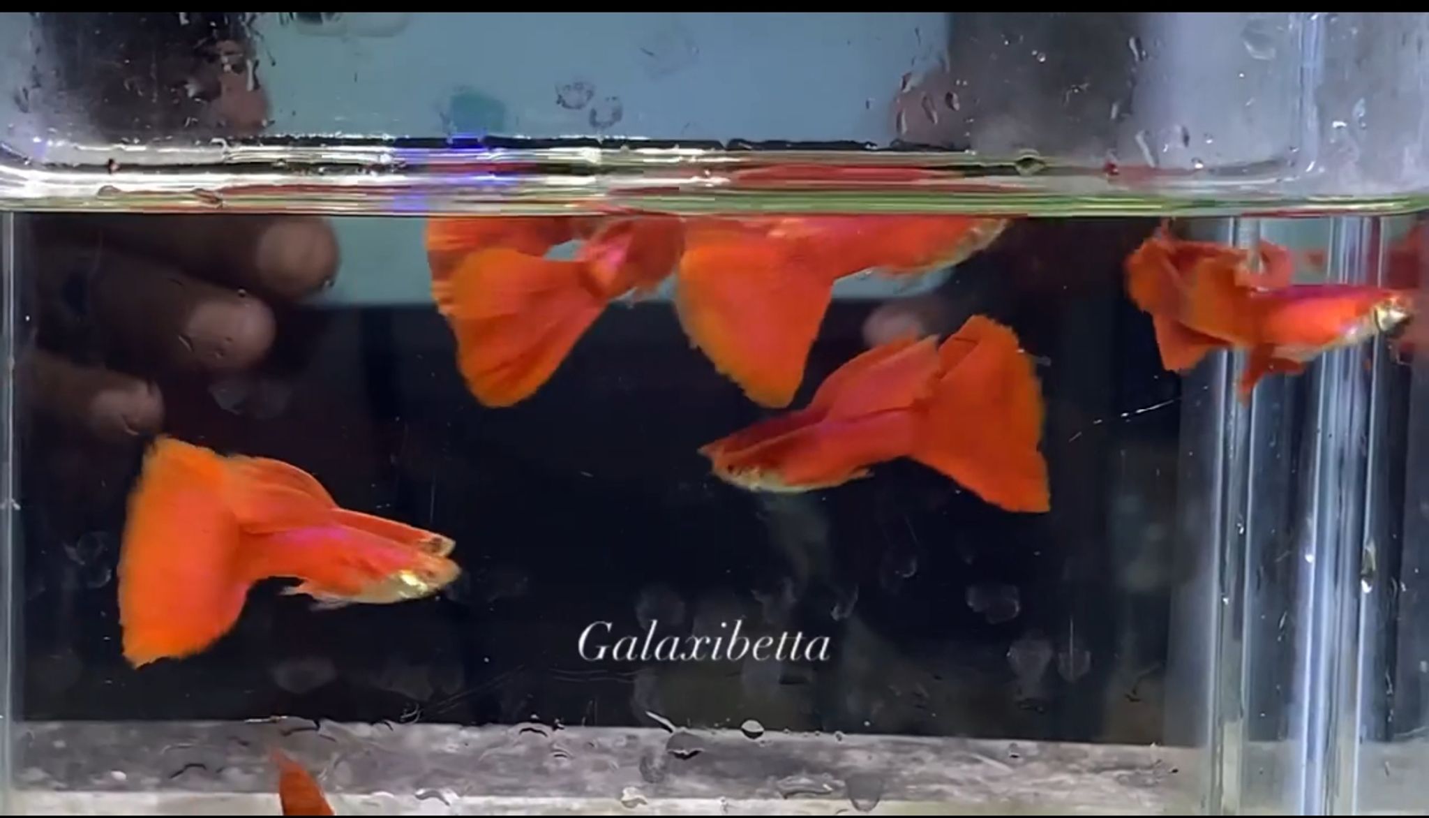 Albino Full Red