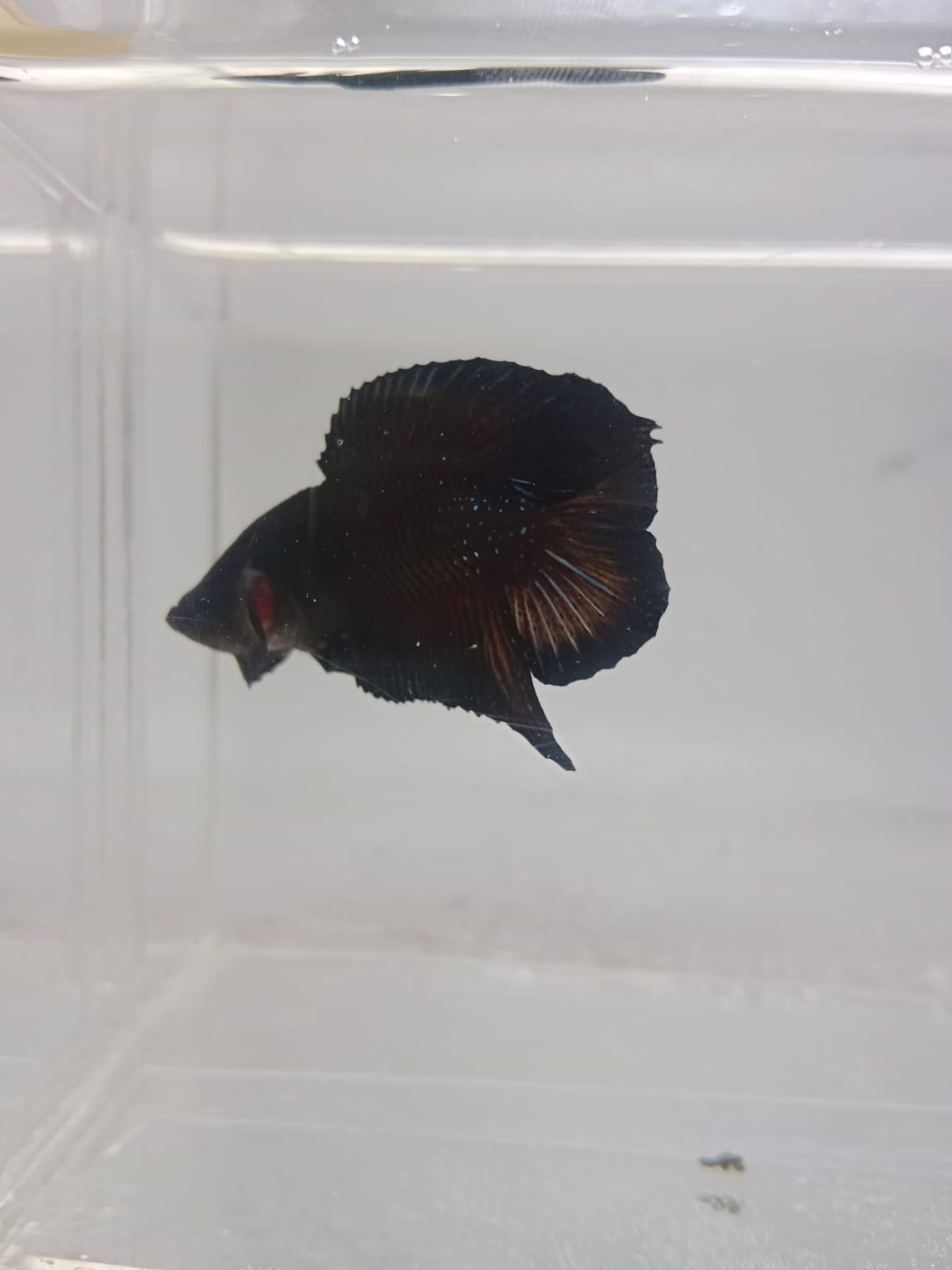 DTPK Blue Galaxy