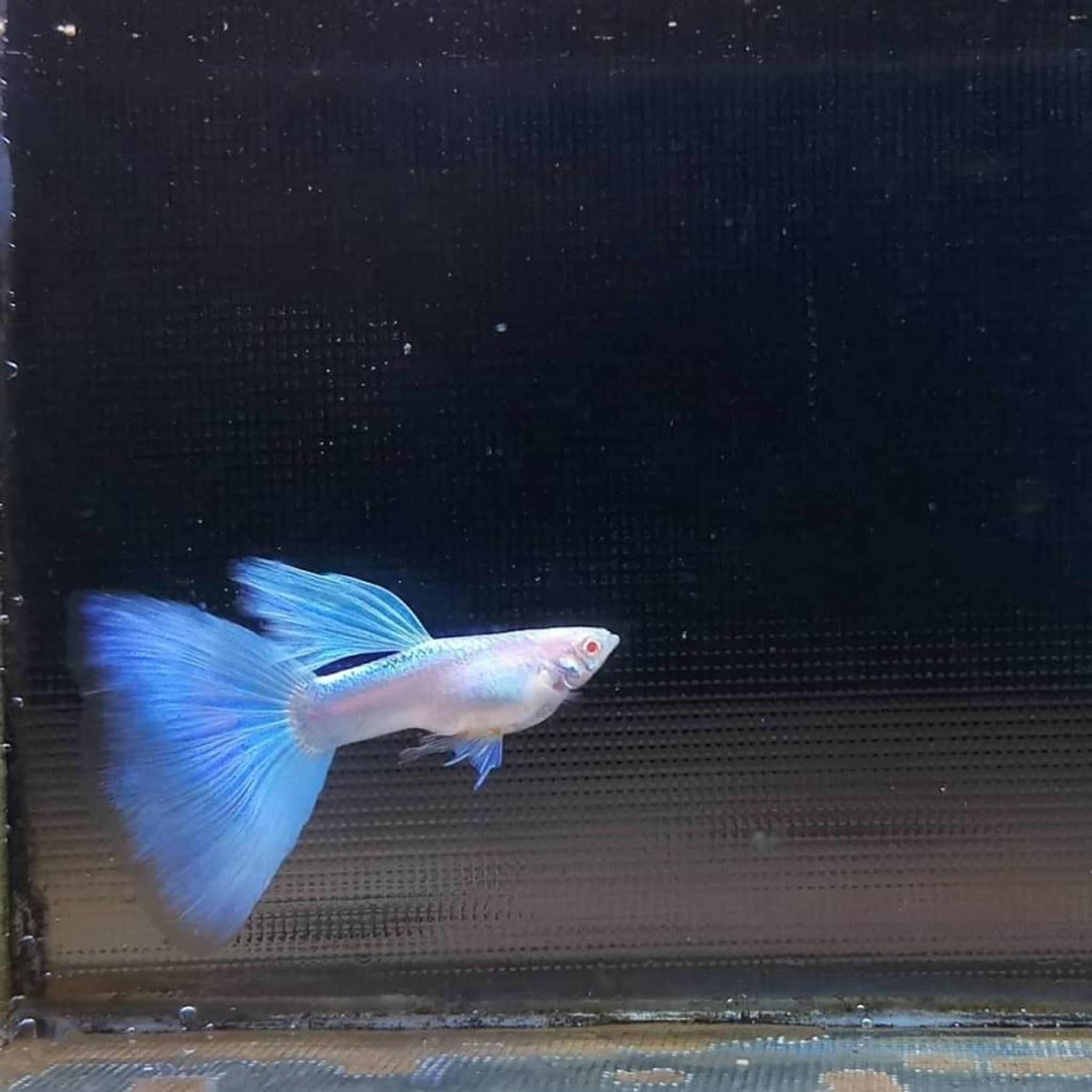 Guppy Albino Blue sky