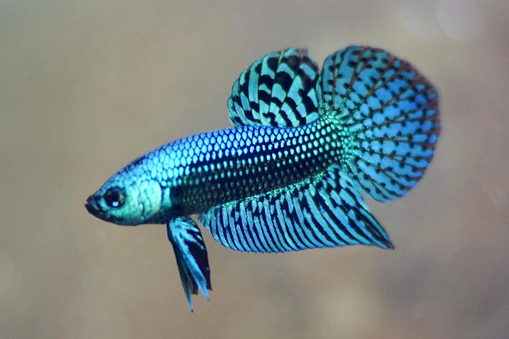 Wildbetta
