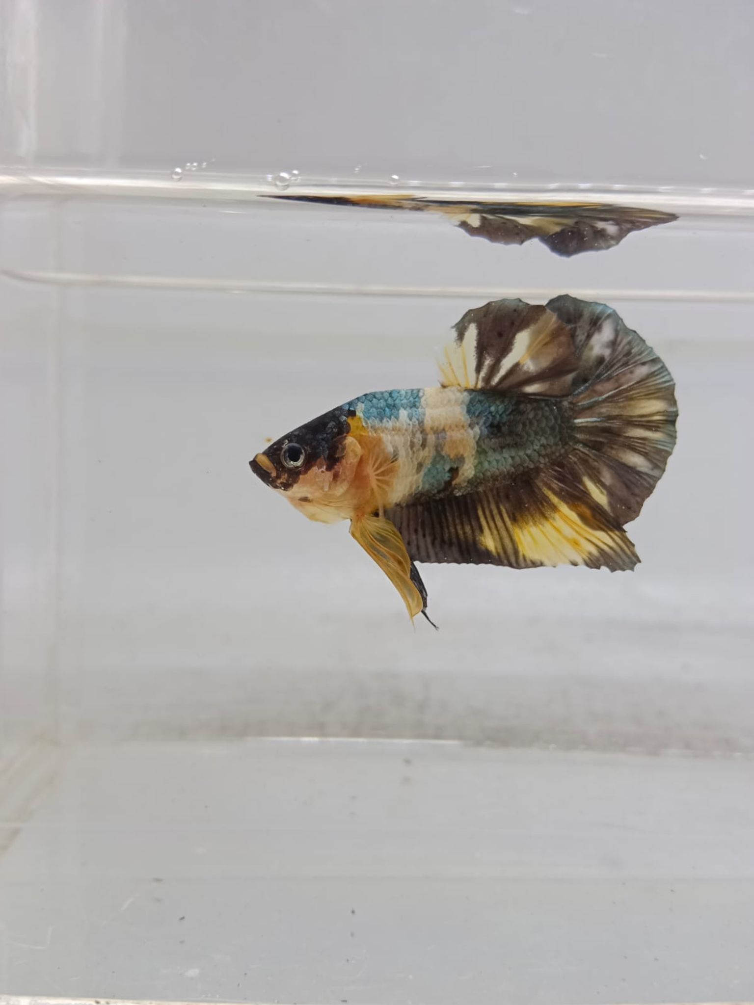 PK Yellow Copper