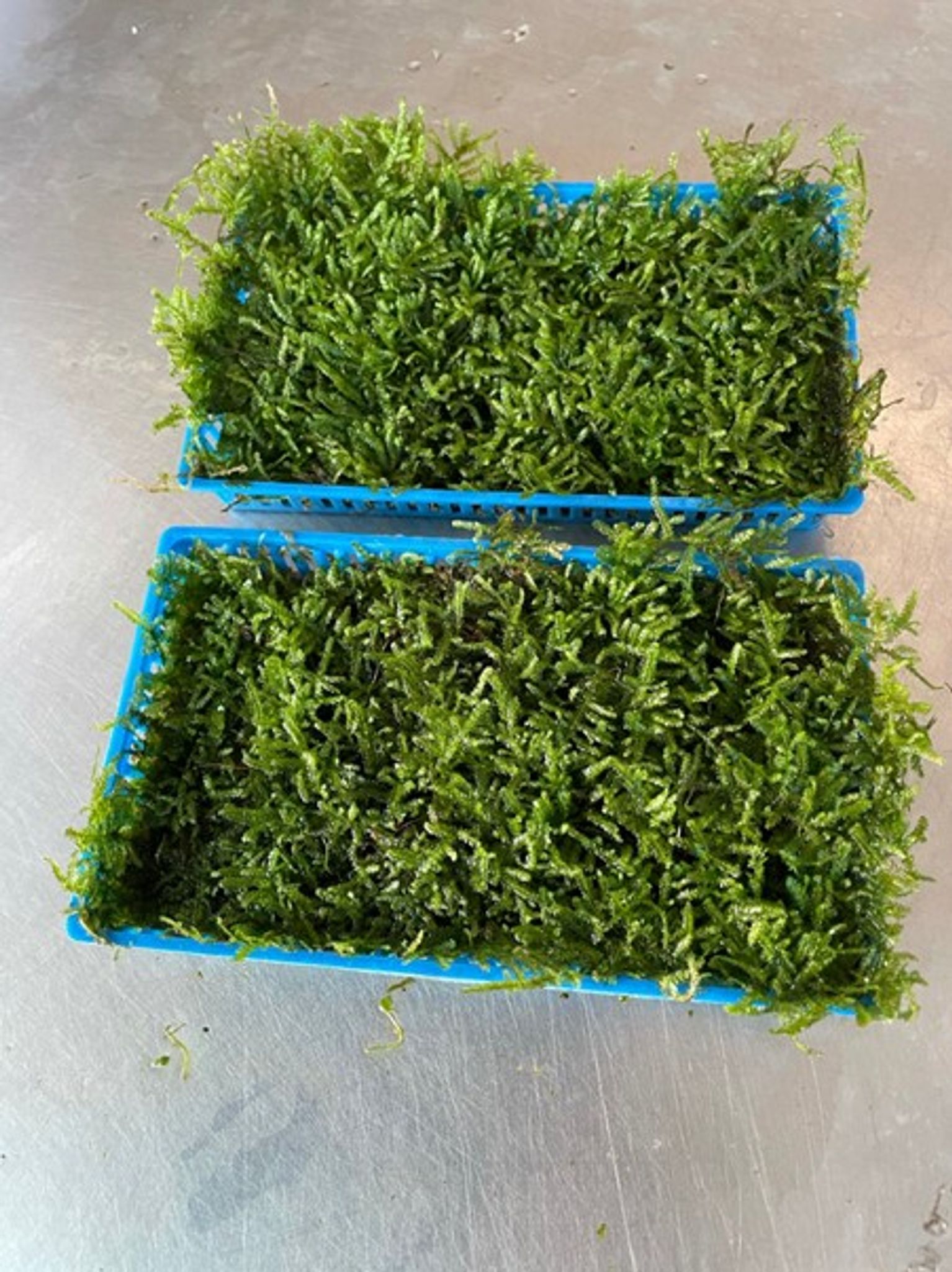 Christmas Moss (Plate)