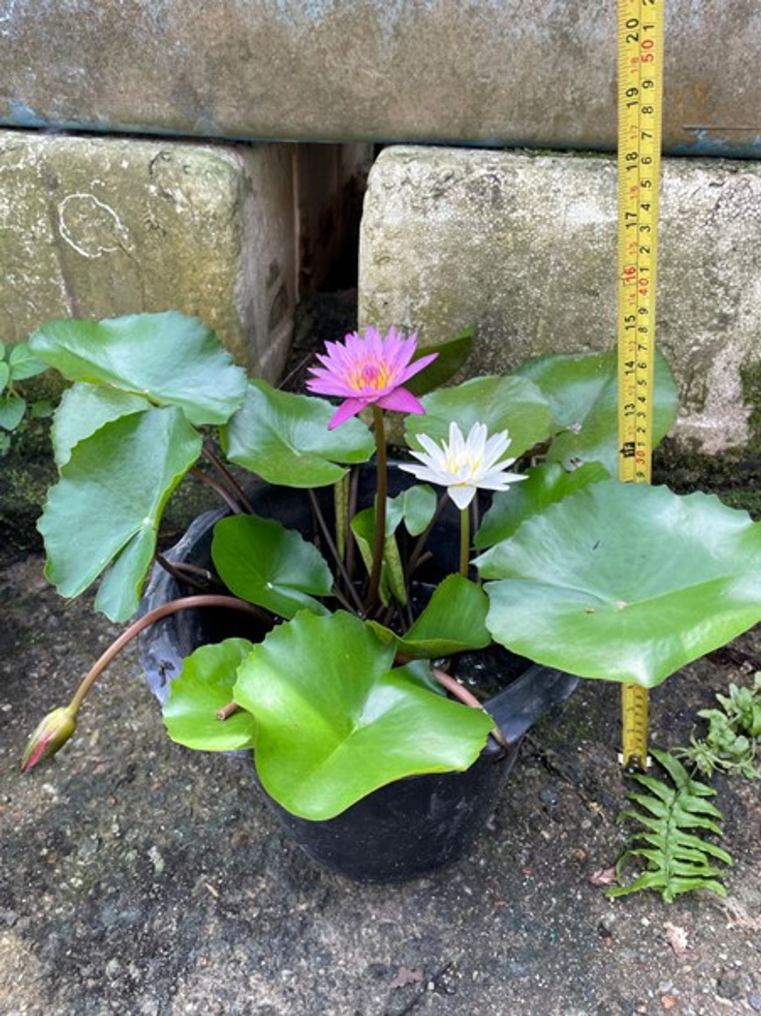 Water Lily