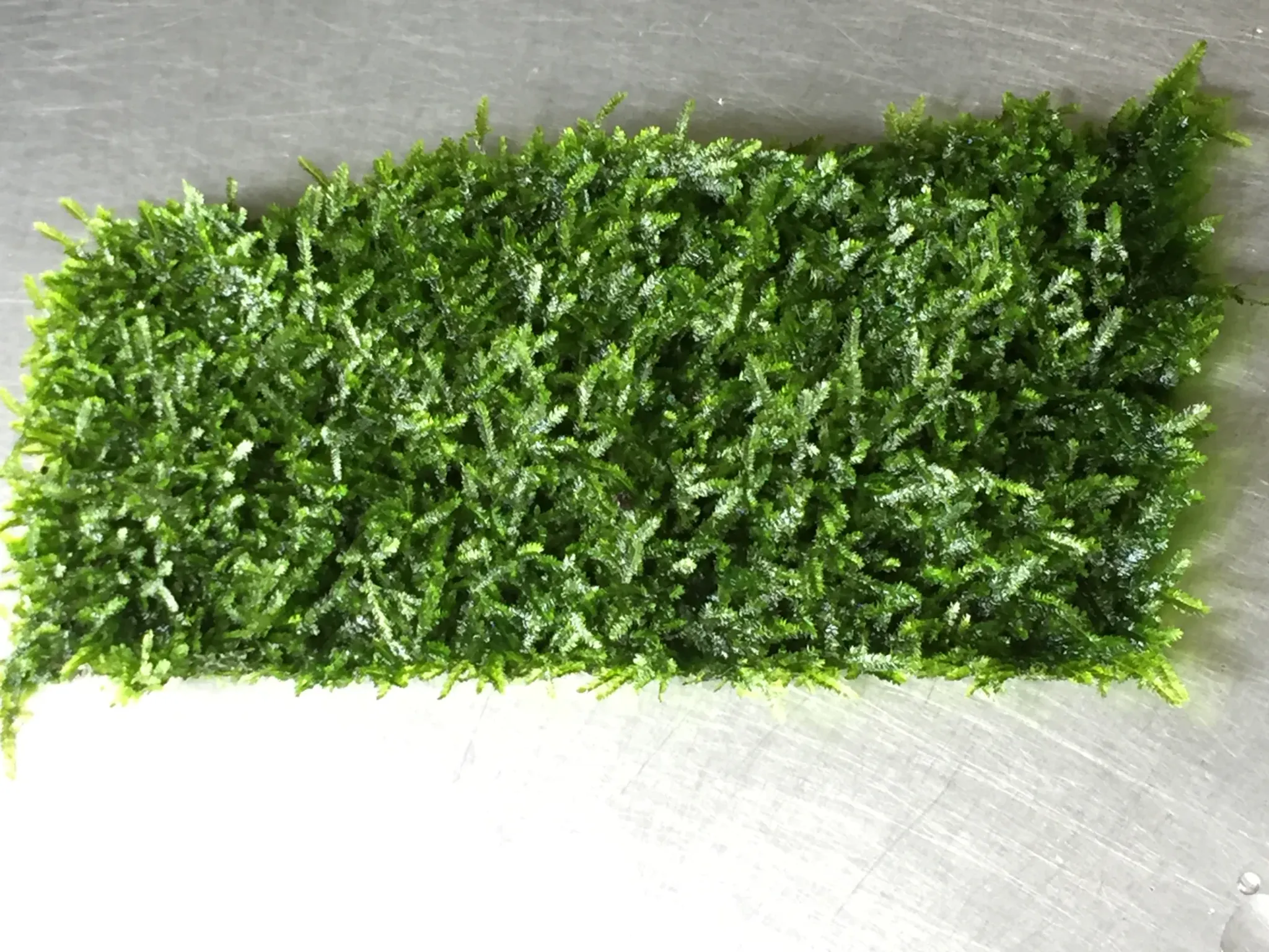 Taiwan Moss (mesh)