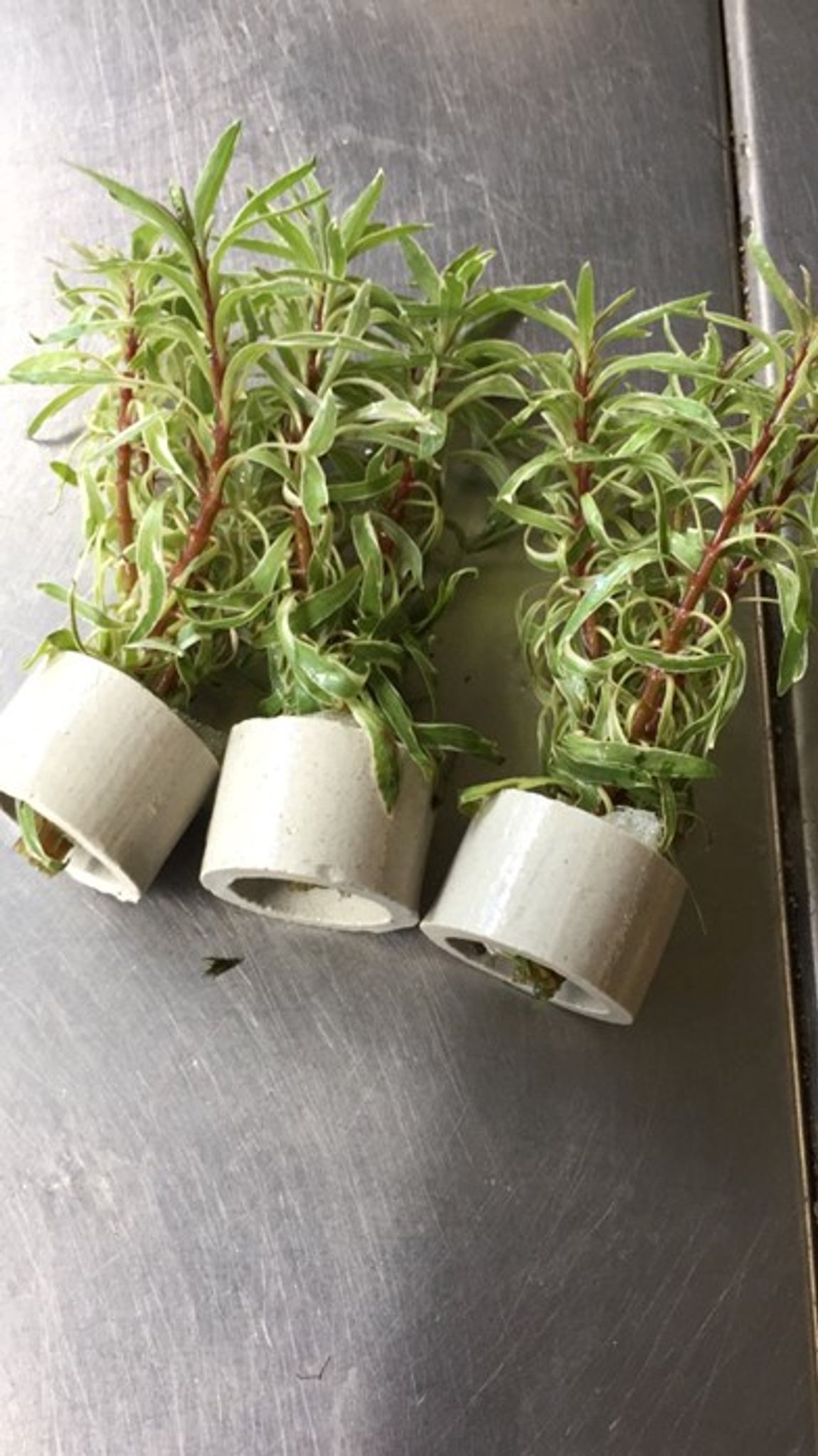 Ludwigia sp. Pink
