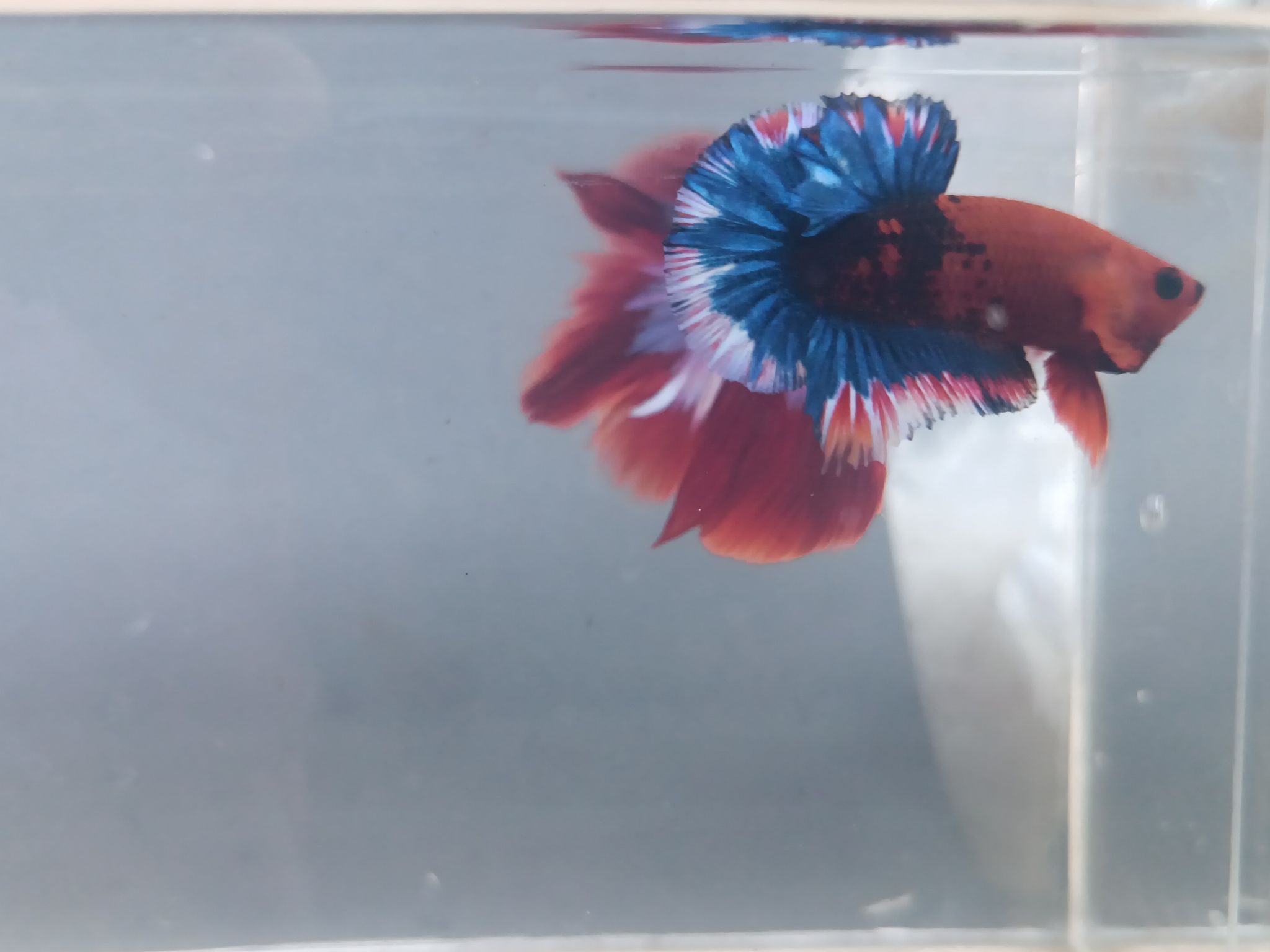 Hellboy star blue