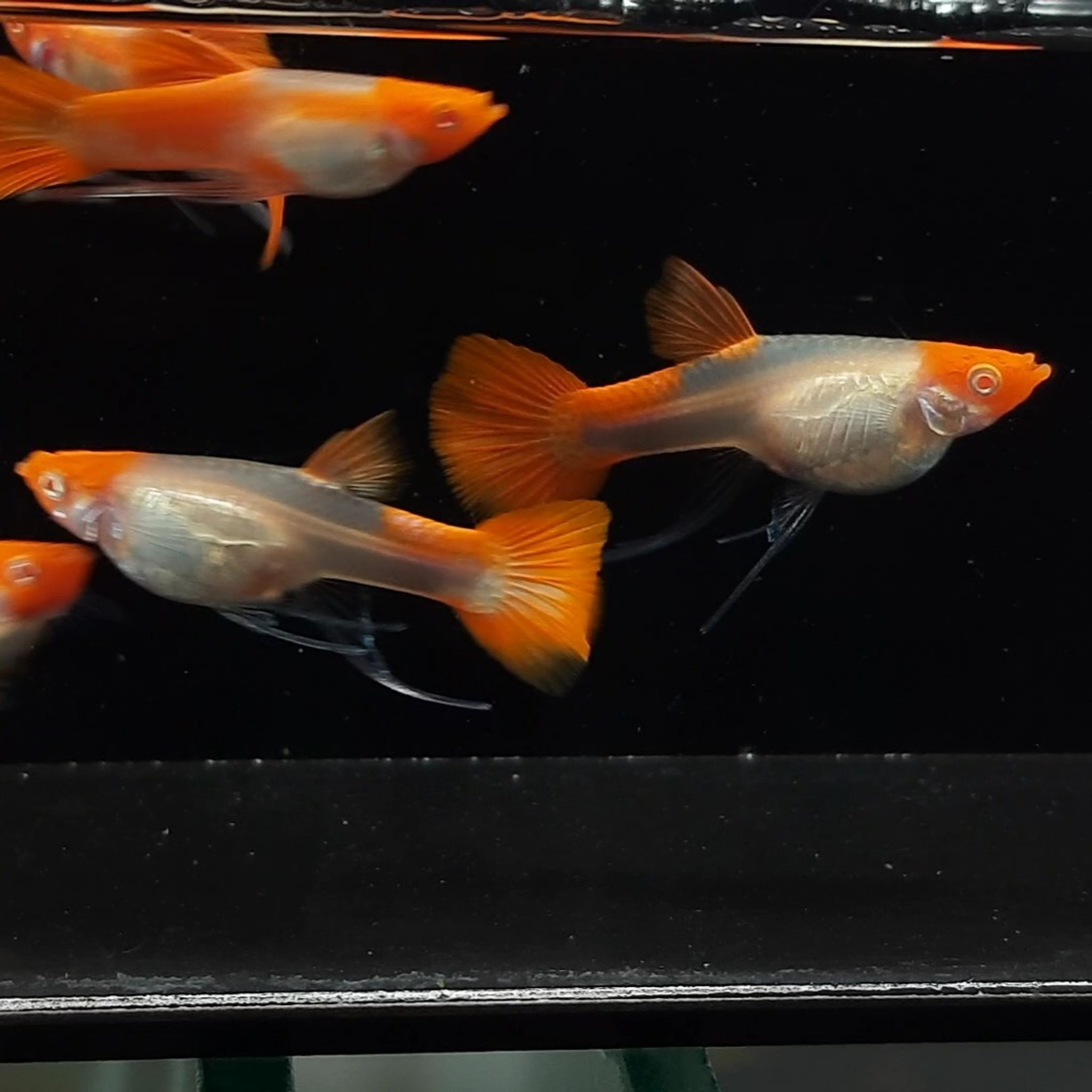 Albino Koi Ribbon
