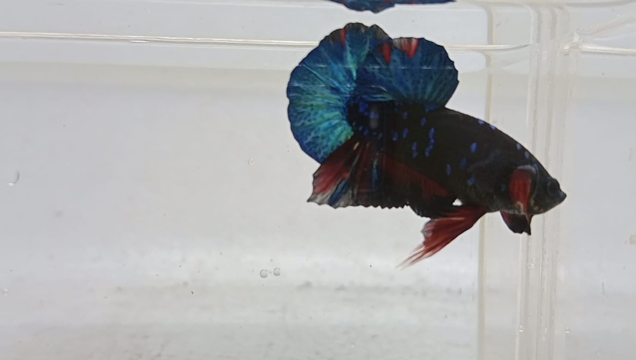 PK Blue Star Galaxy