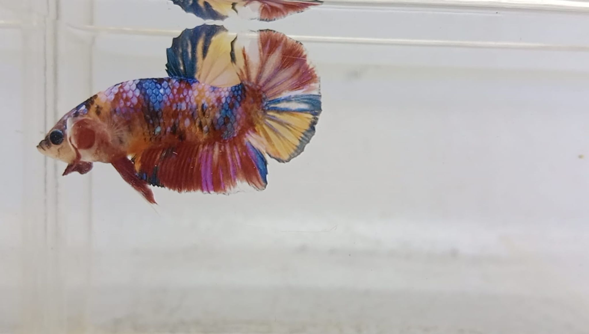 PK MULTY