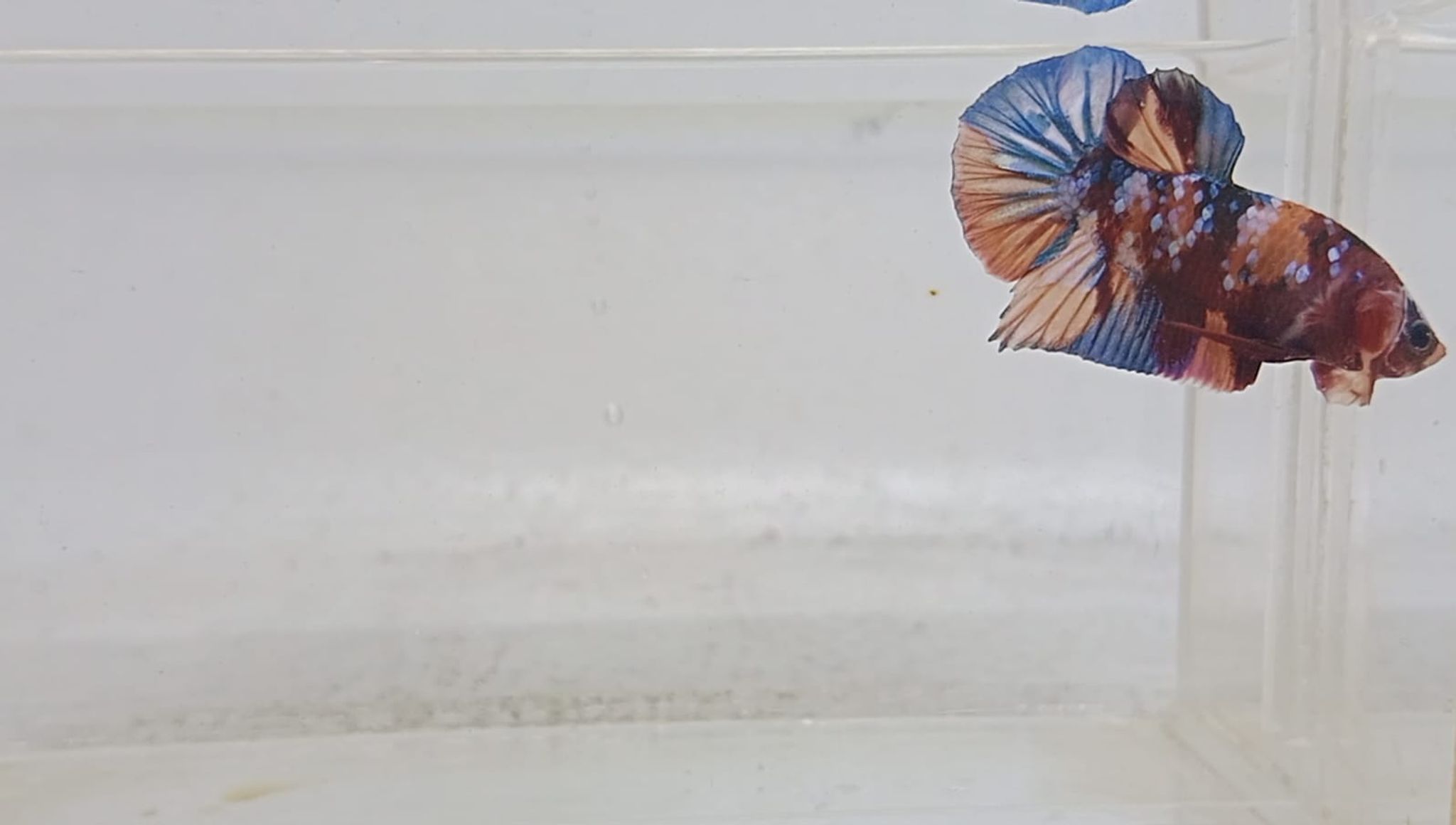 HMPK Nemo Multy