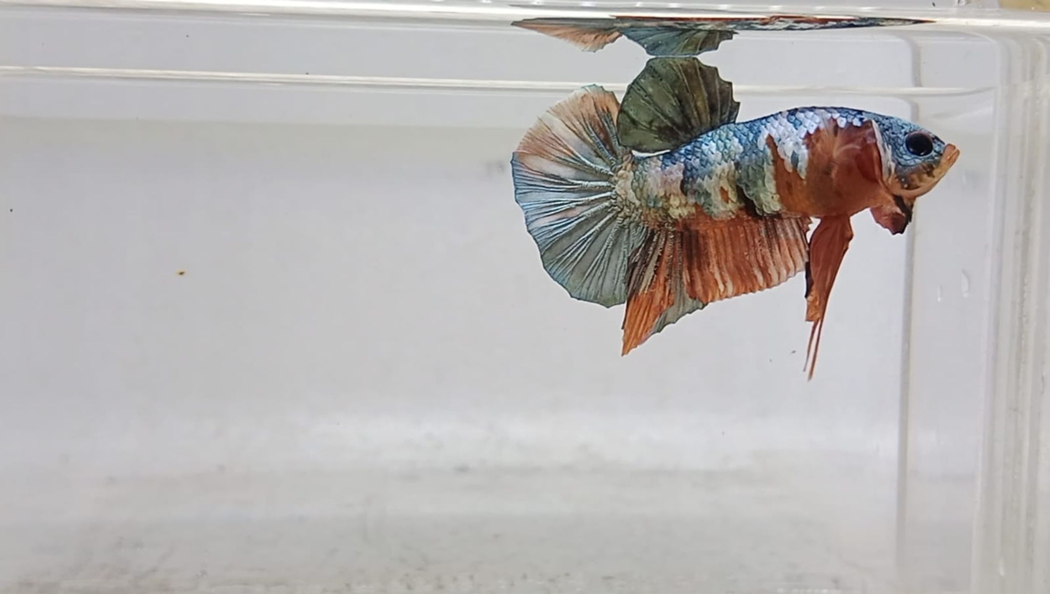 PK Nemo Copper