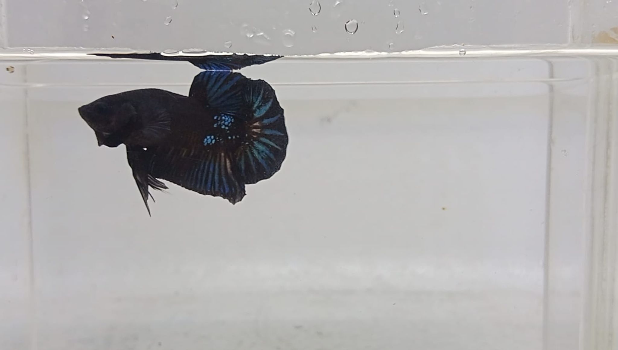 PK Blue Black Light